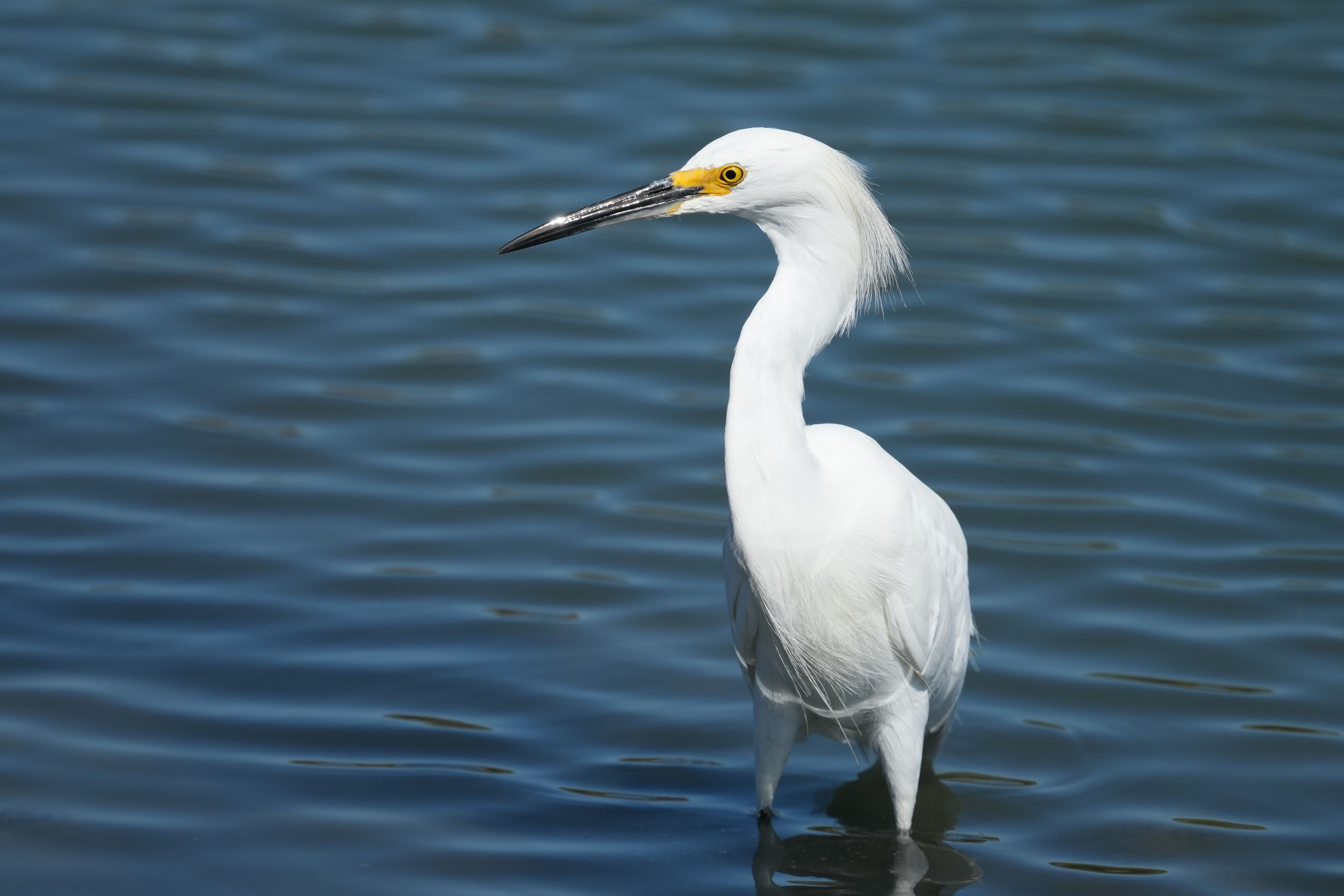 Redwood Shores Loop Trail