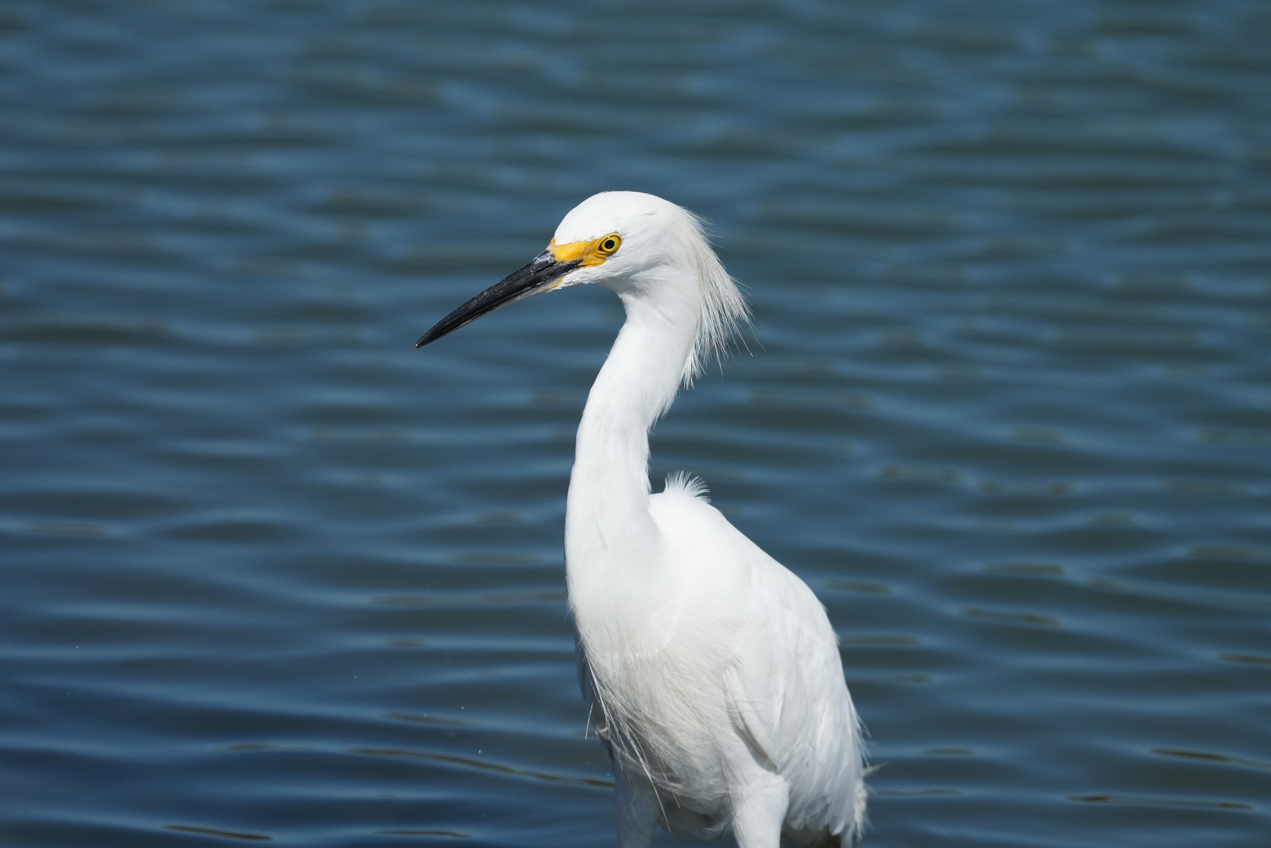 Redwood Shores Loop Trail