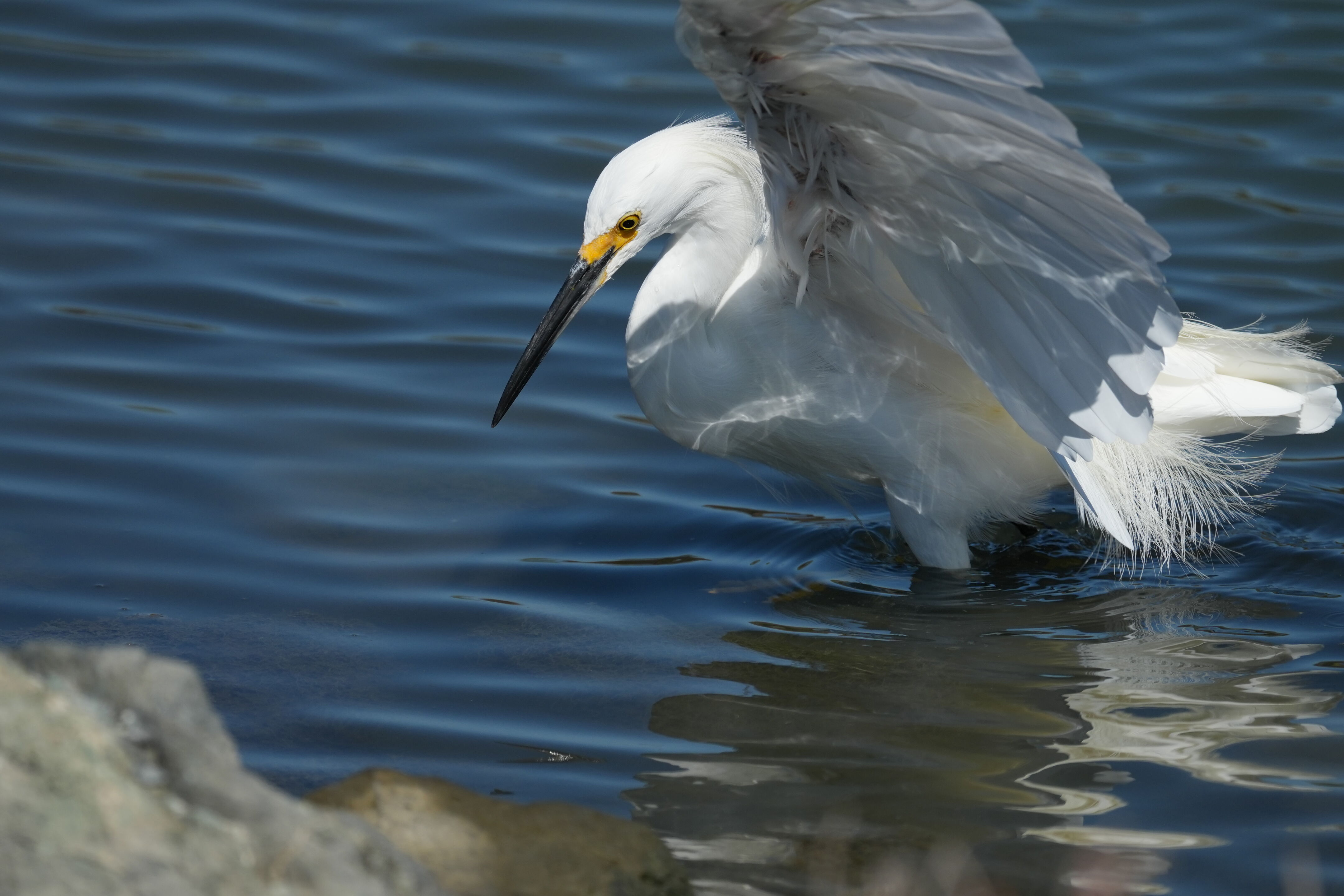 Redwood Shores Loop Trail