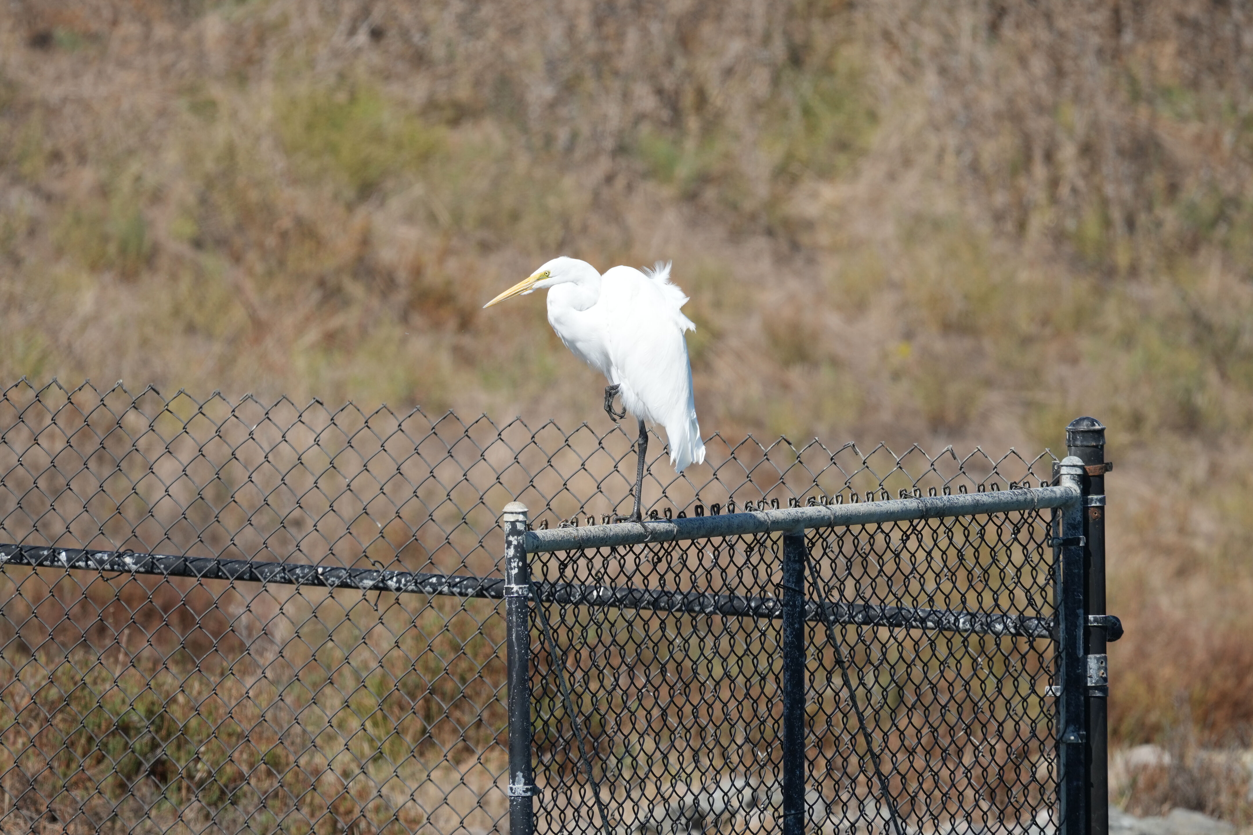 Redwood Shores Loop Trail
