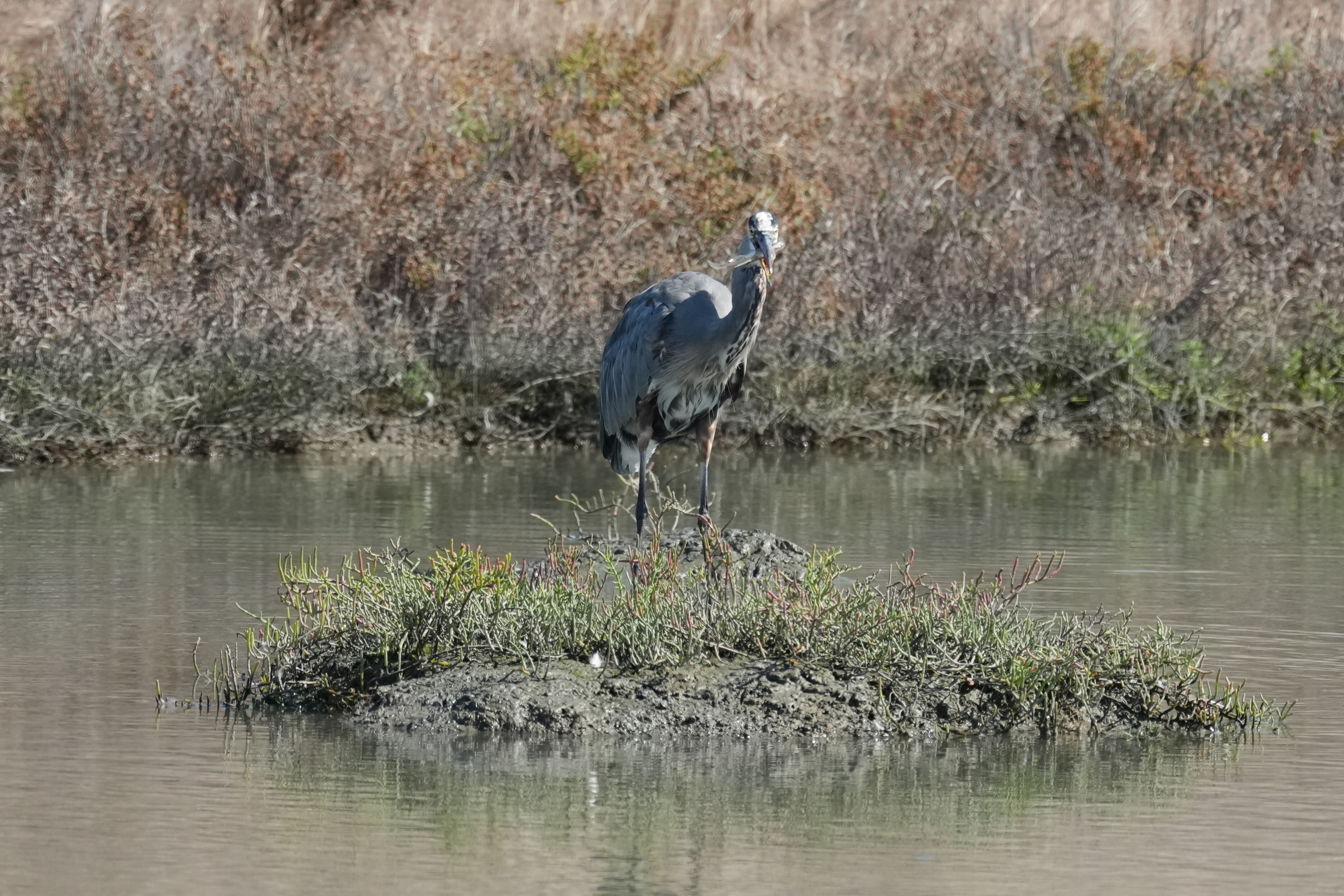 Redwood Shores Loop Trail