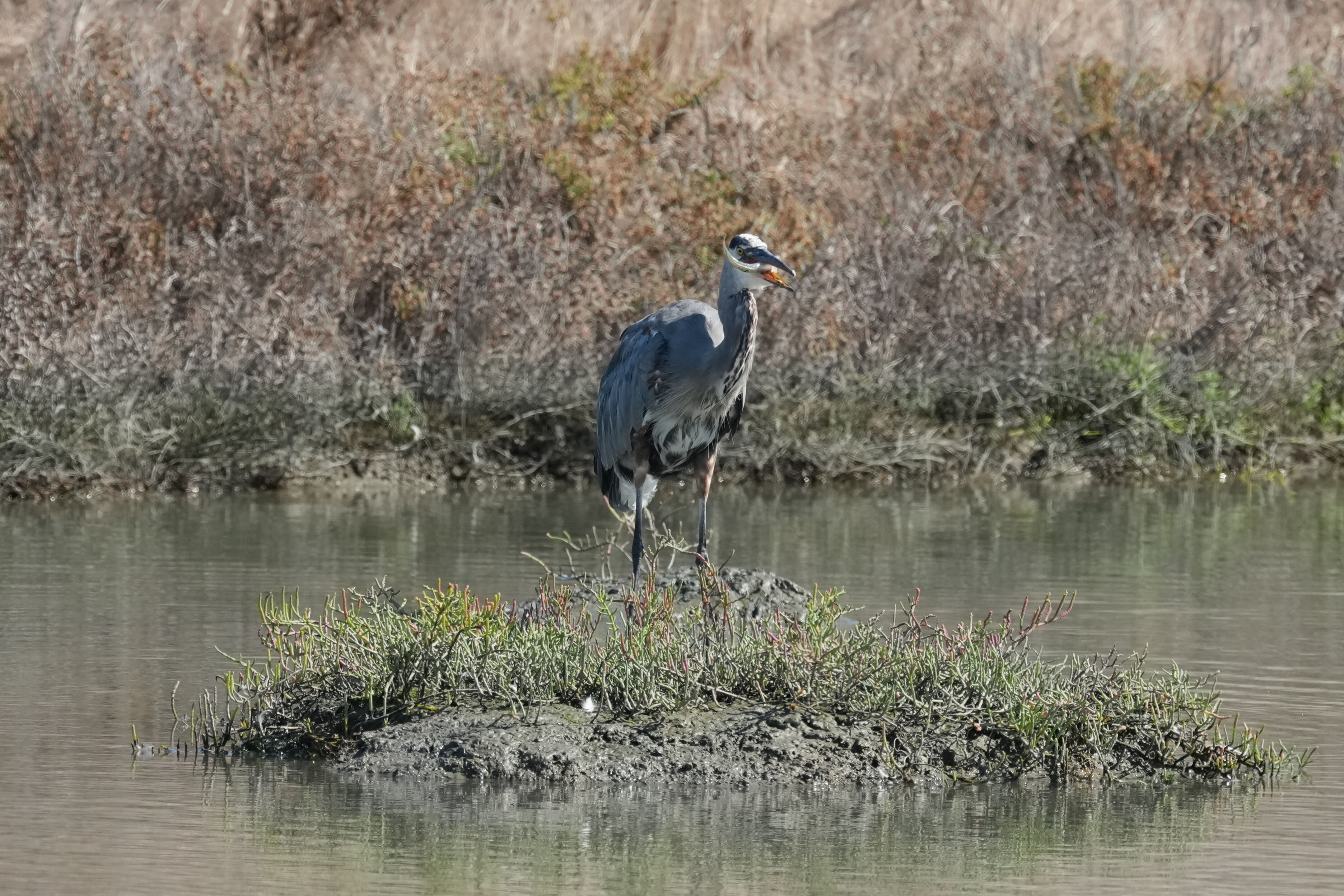 Redwood Shores Loop Trail