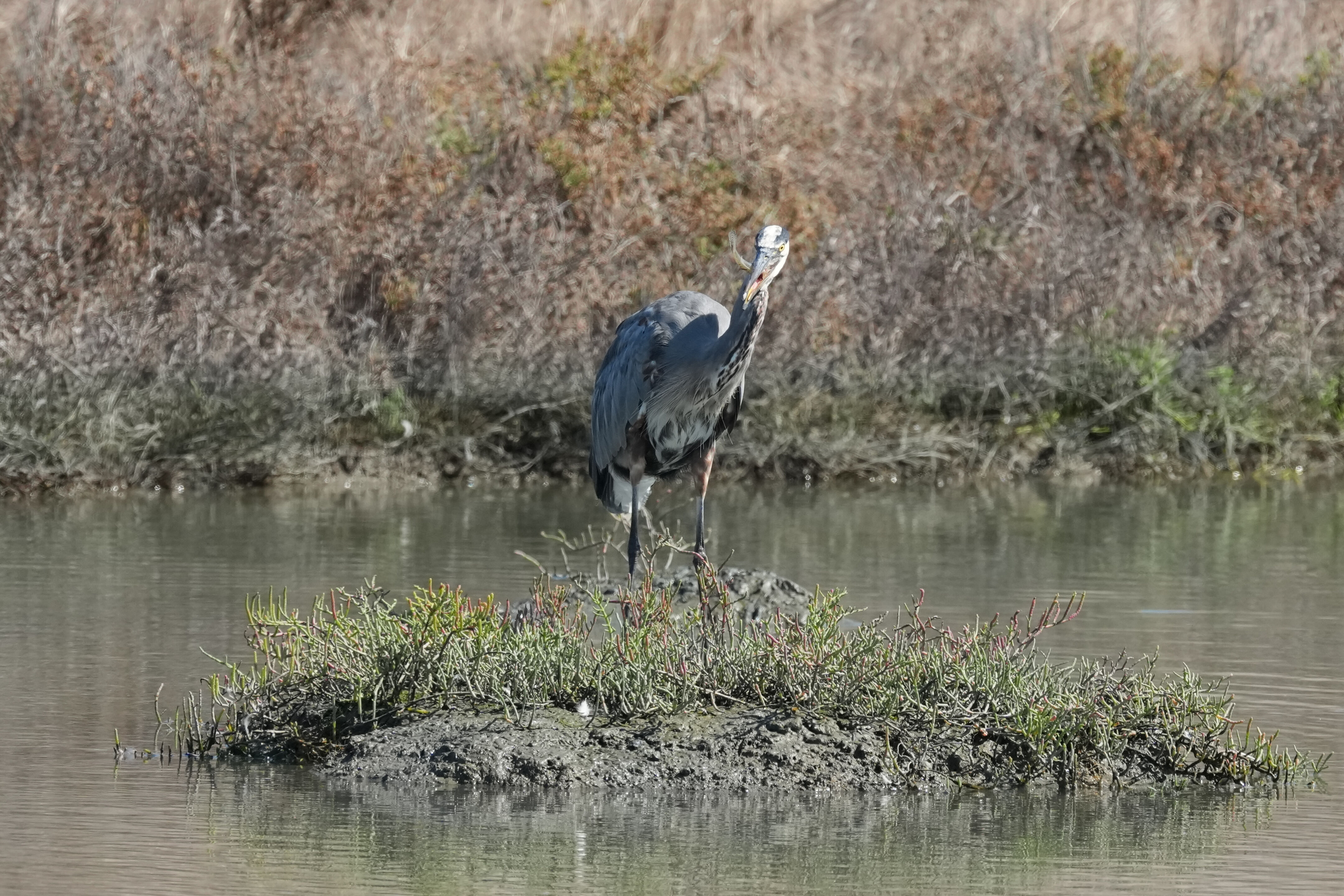 Redwood Shores Loop Trail