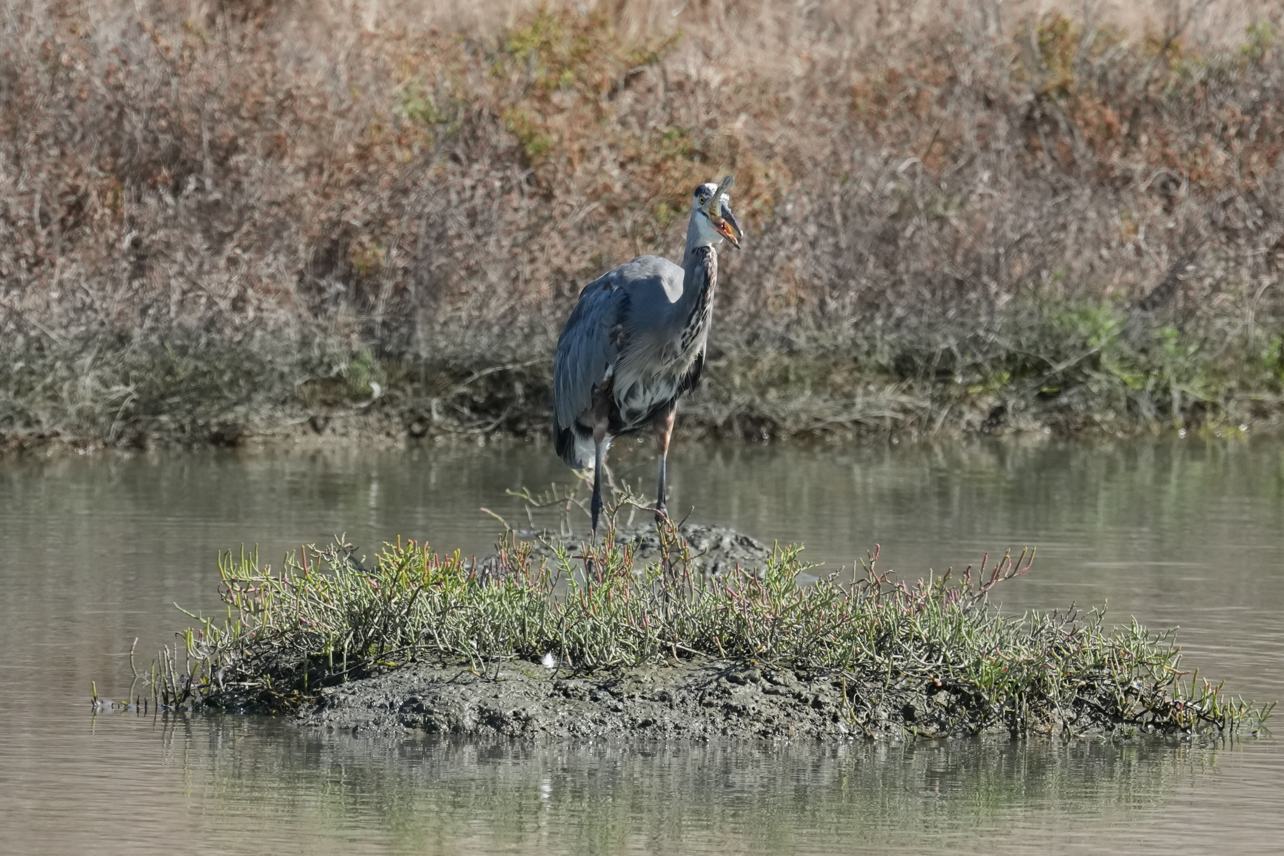 Redwood Shores Loop Trail