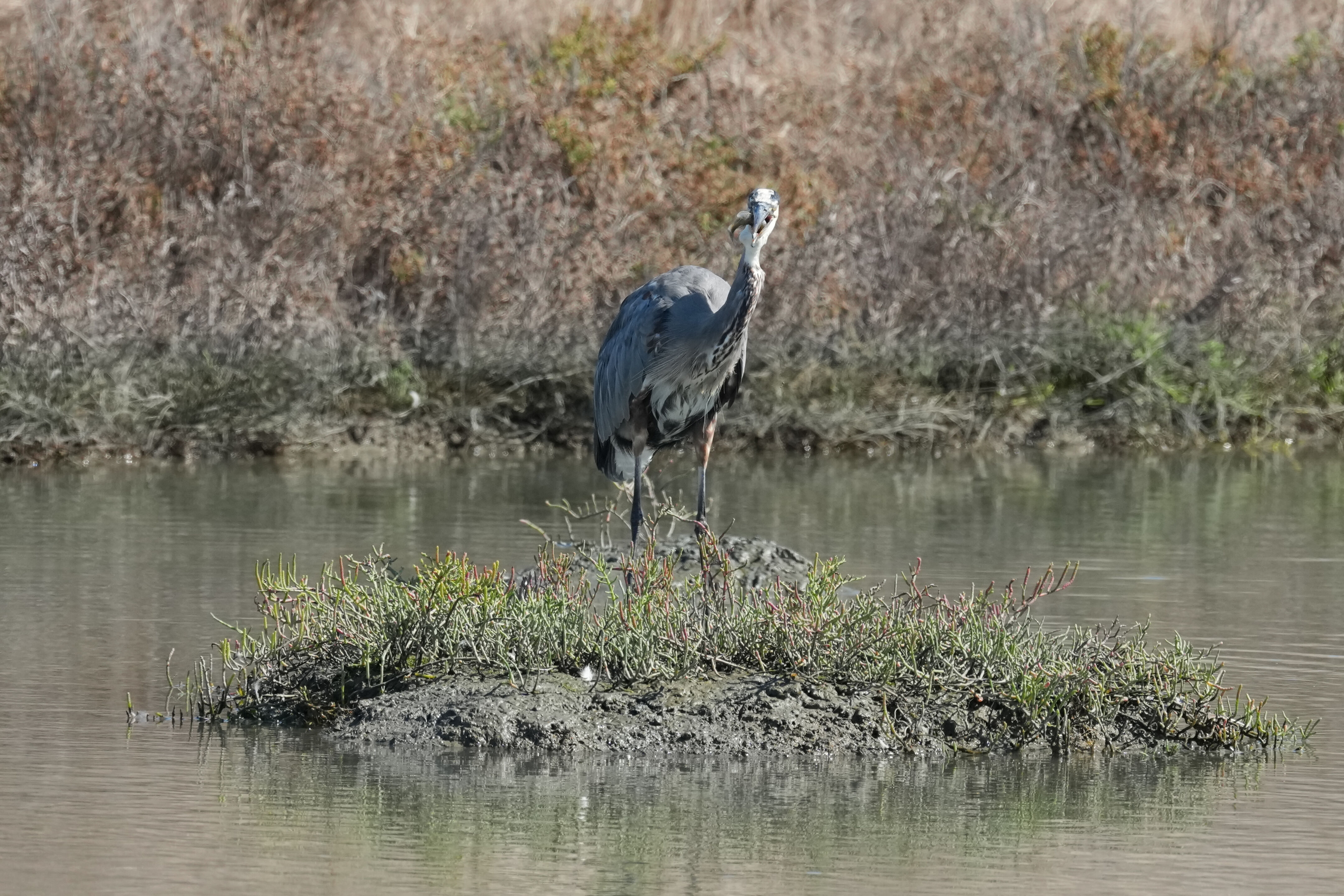 Redwood Shores Loop Trail