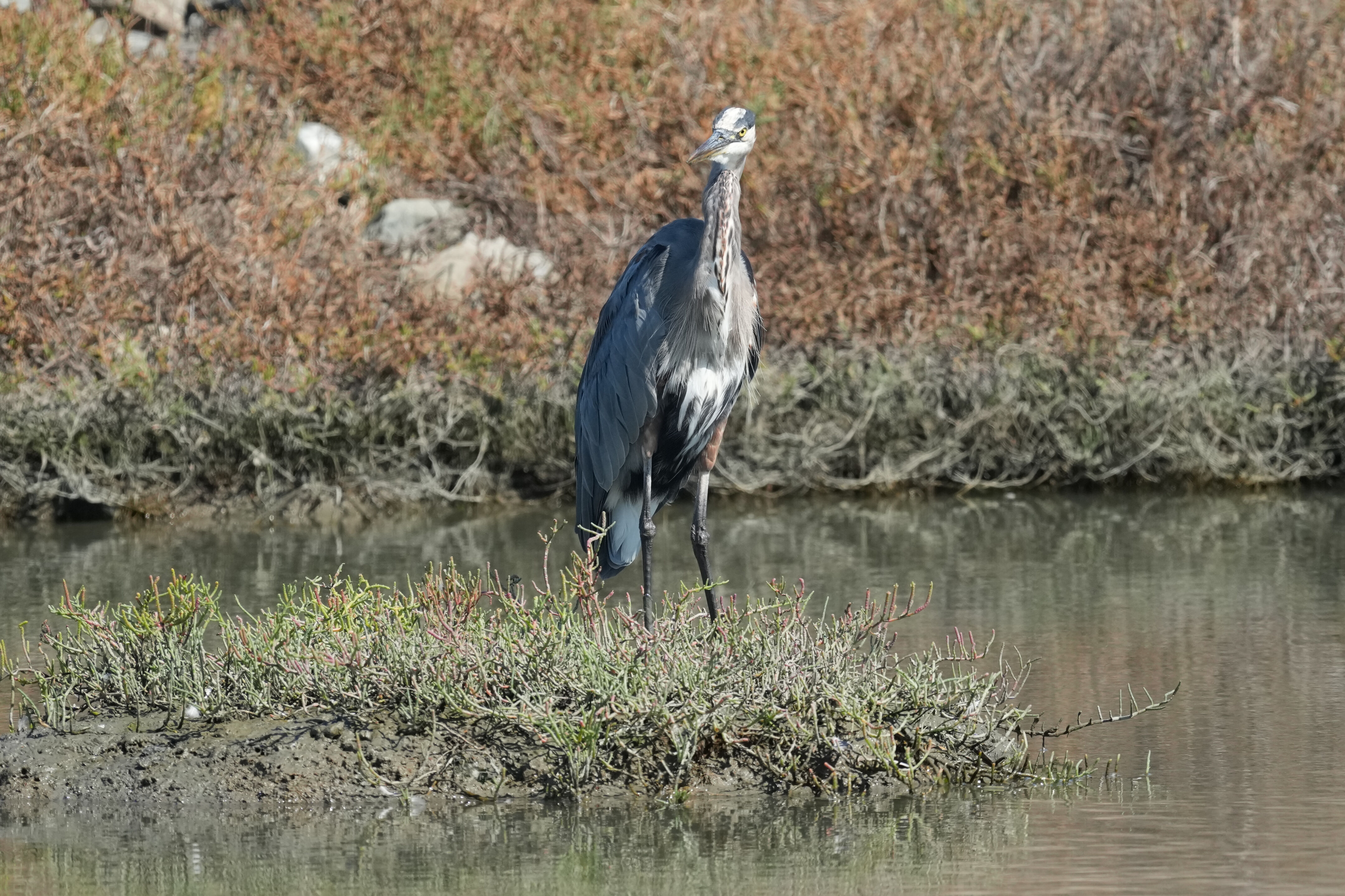 Redwood Shores Loop Trail