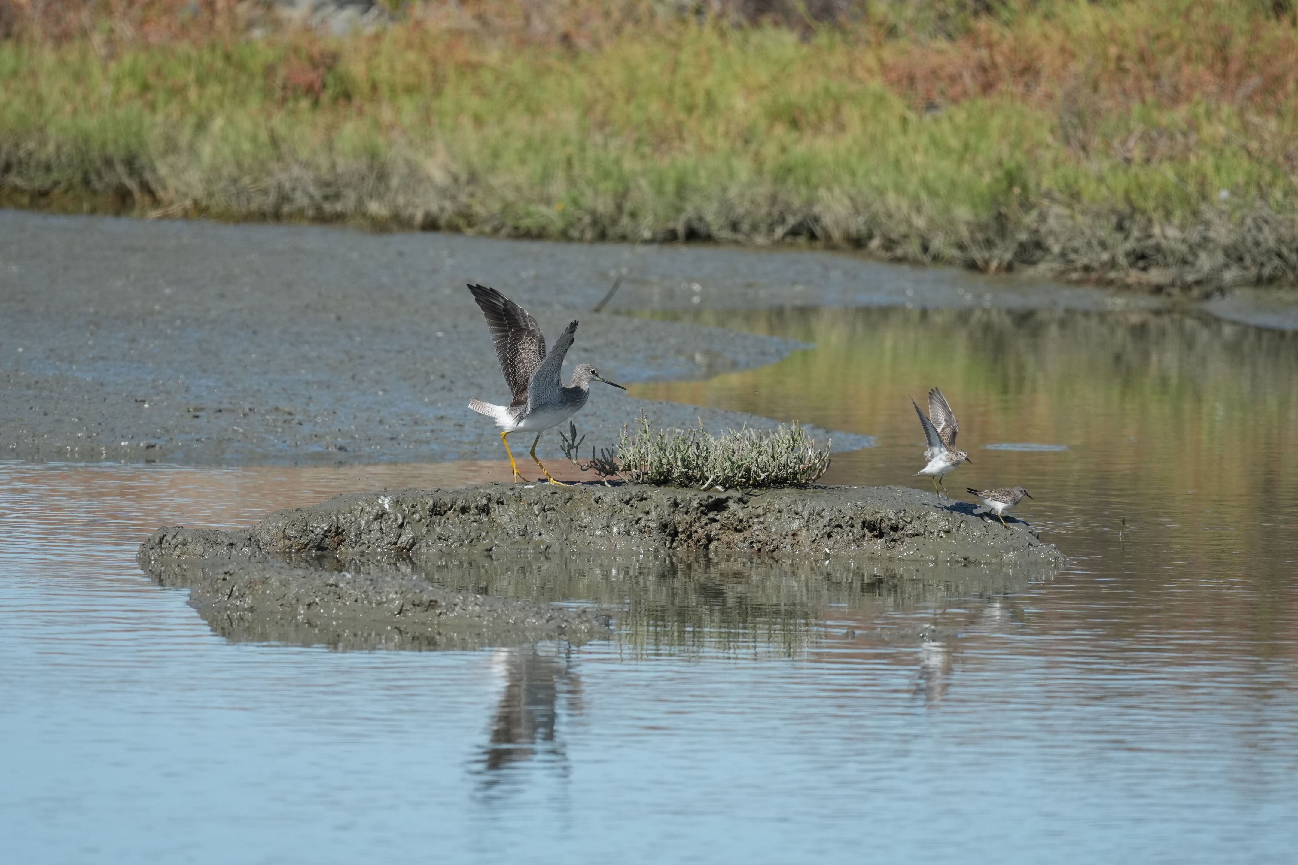 Redwood Shores Loop Trail