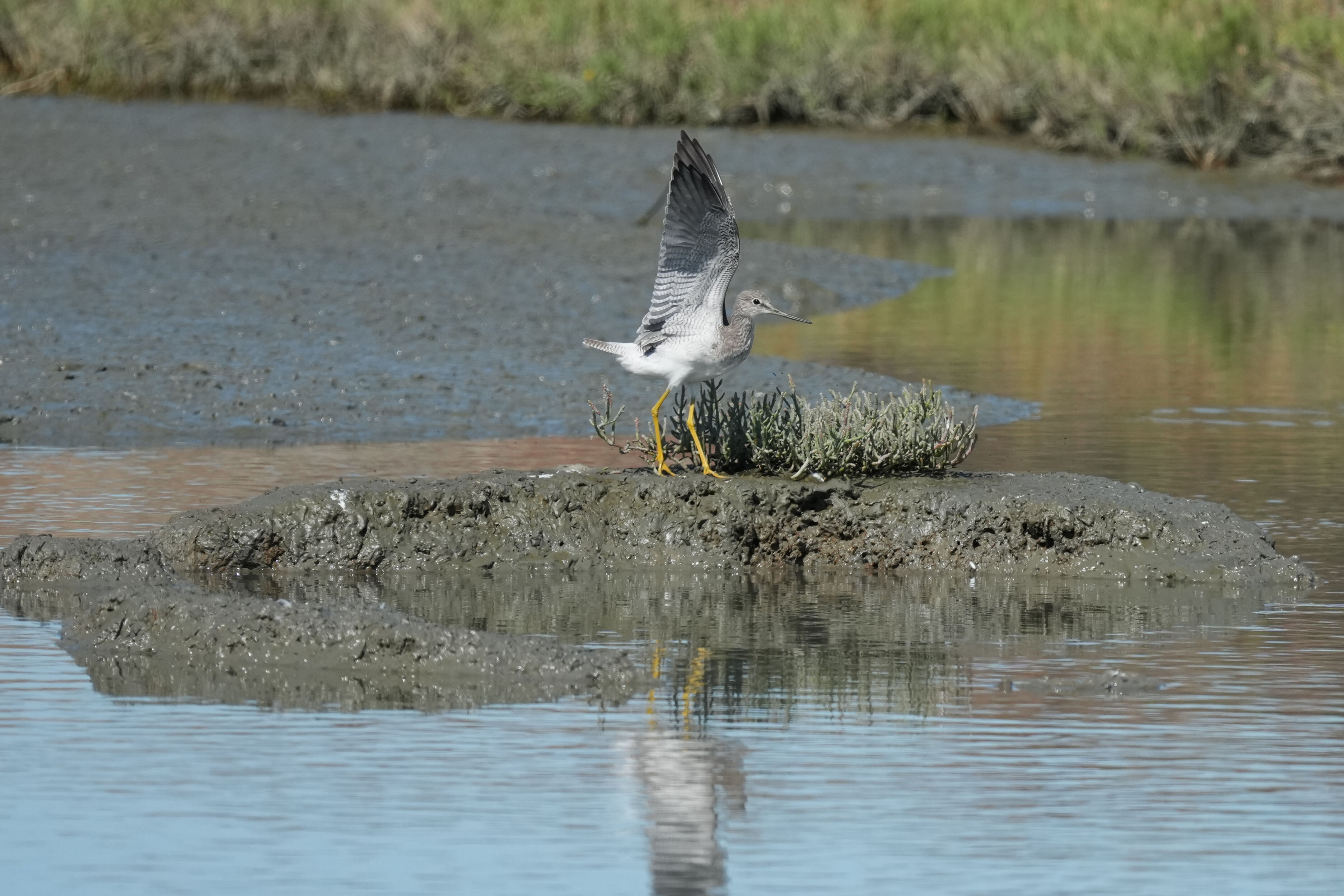 Redwood Shores Loop Trail