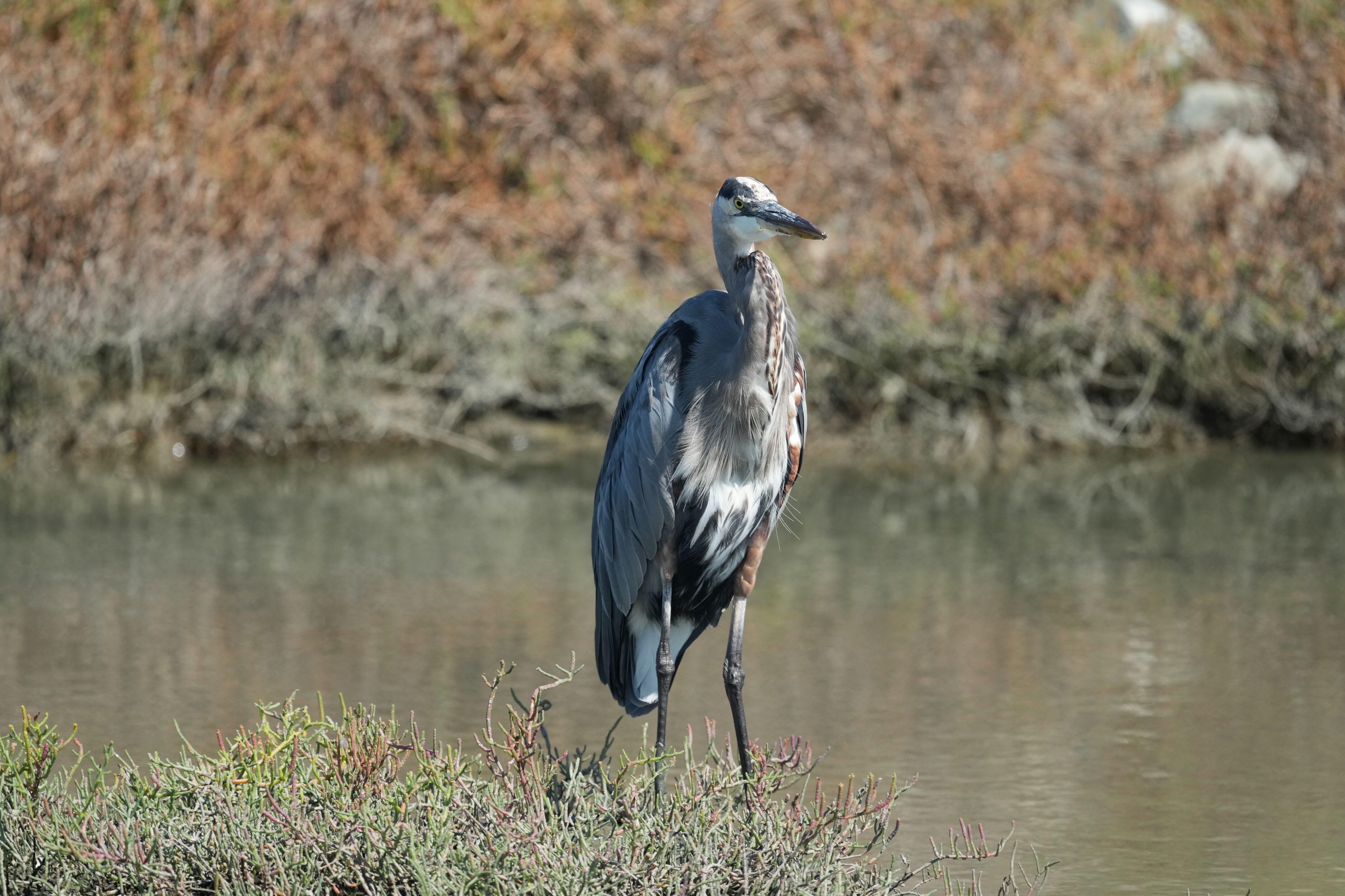 Redwood Shores Loop Trail