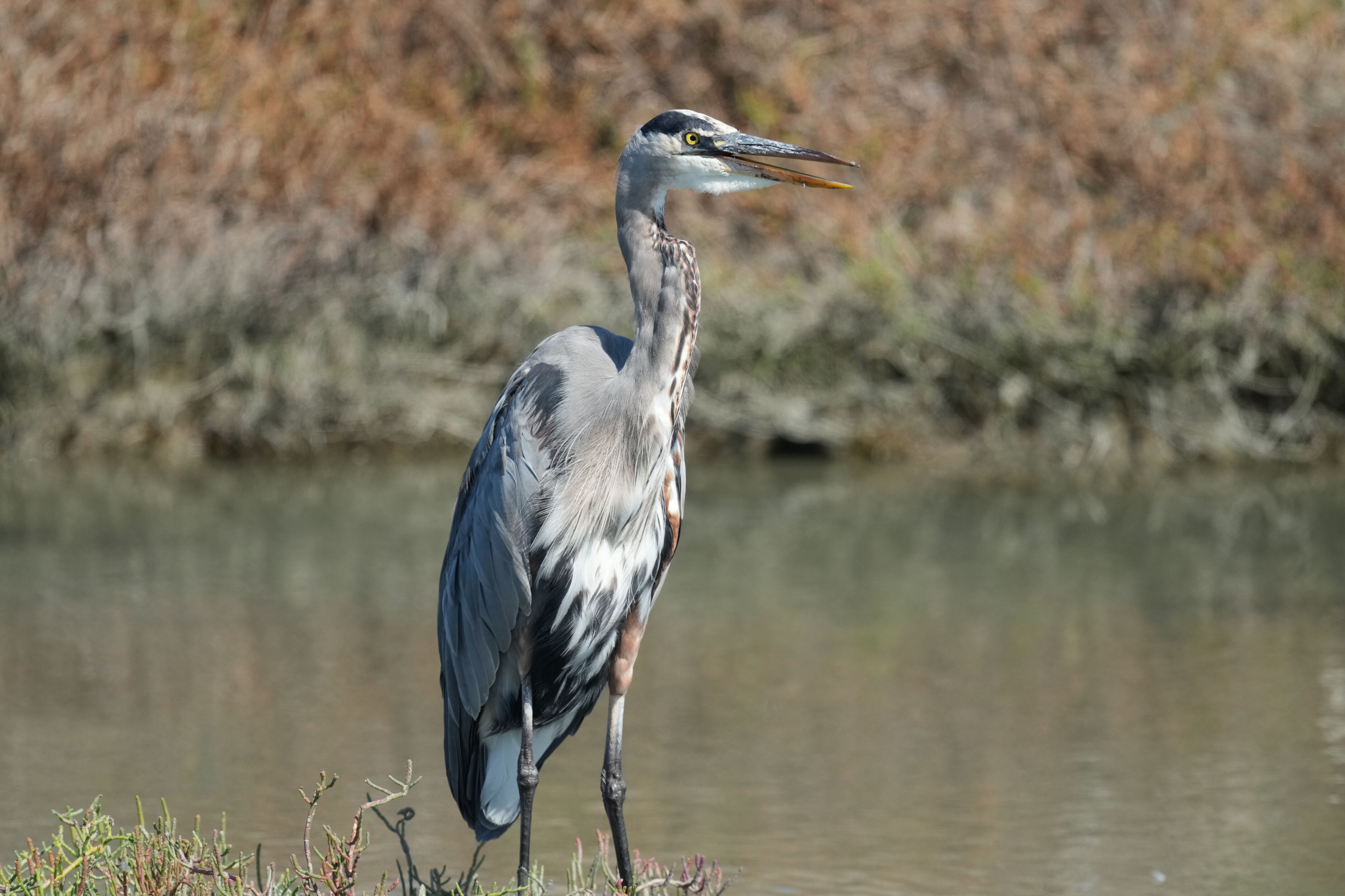 Redwood Shores Loop Trail