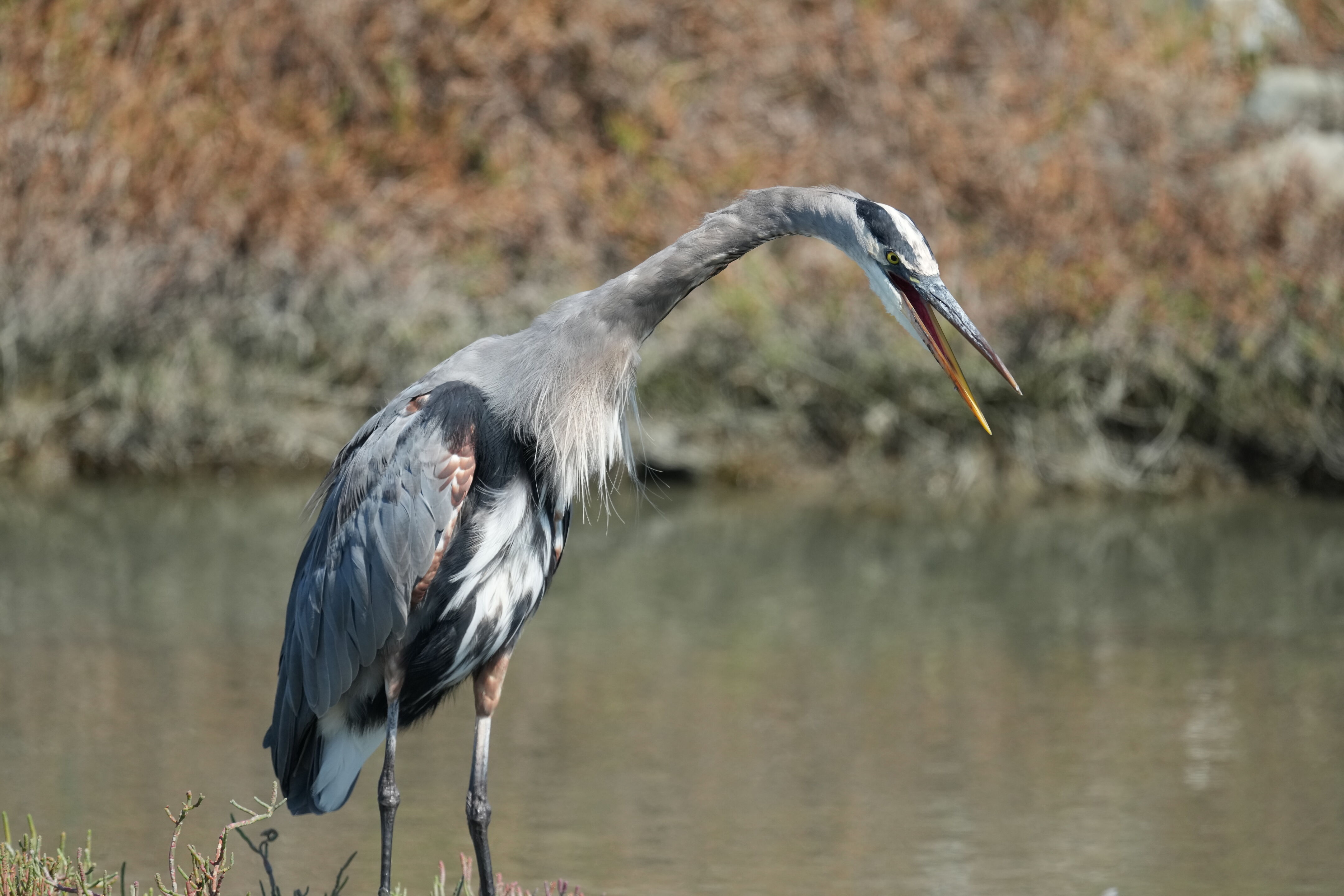 Redwood Shores Loop Trail