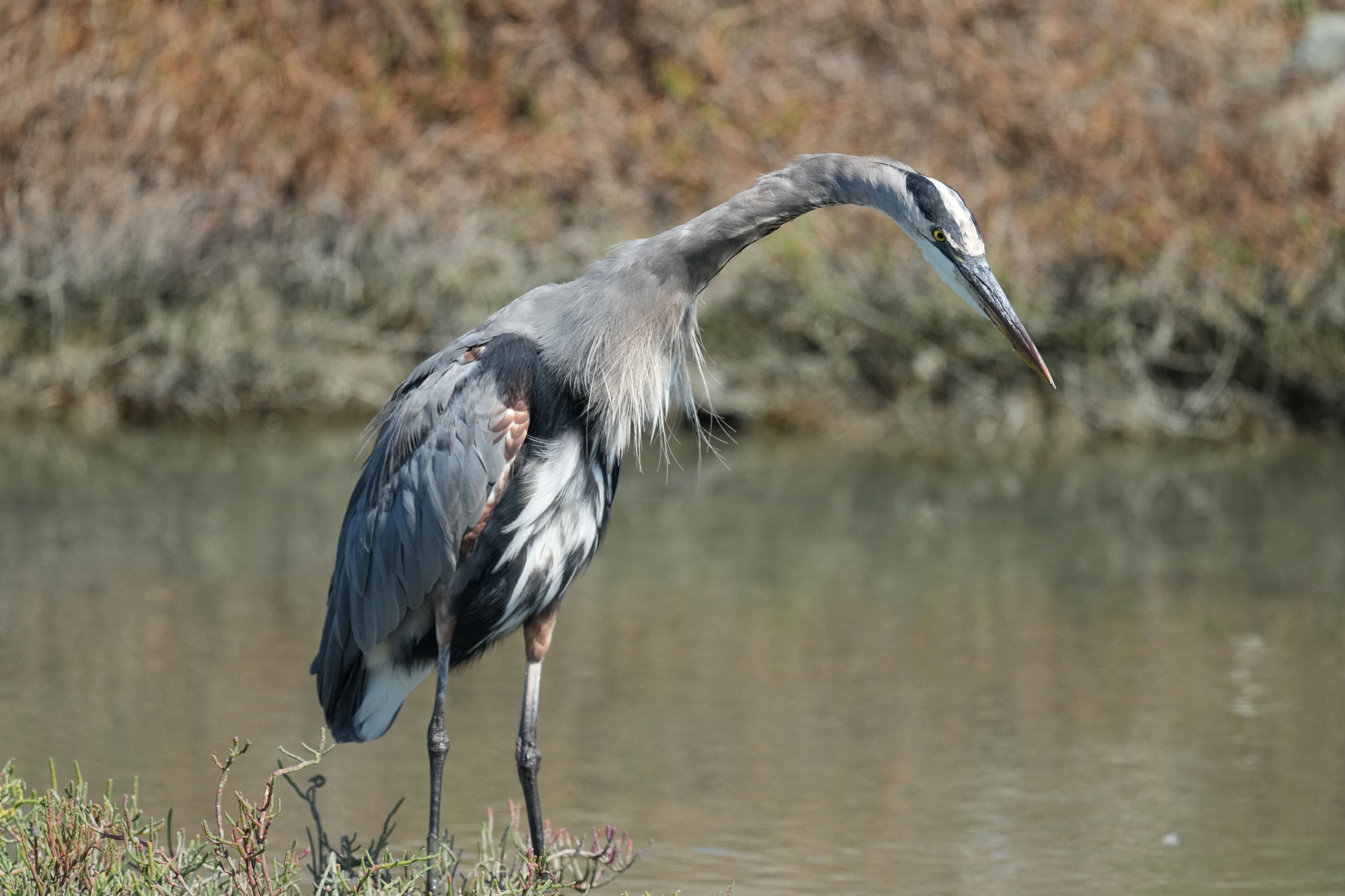 Redwood Shores Loop Trail