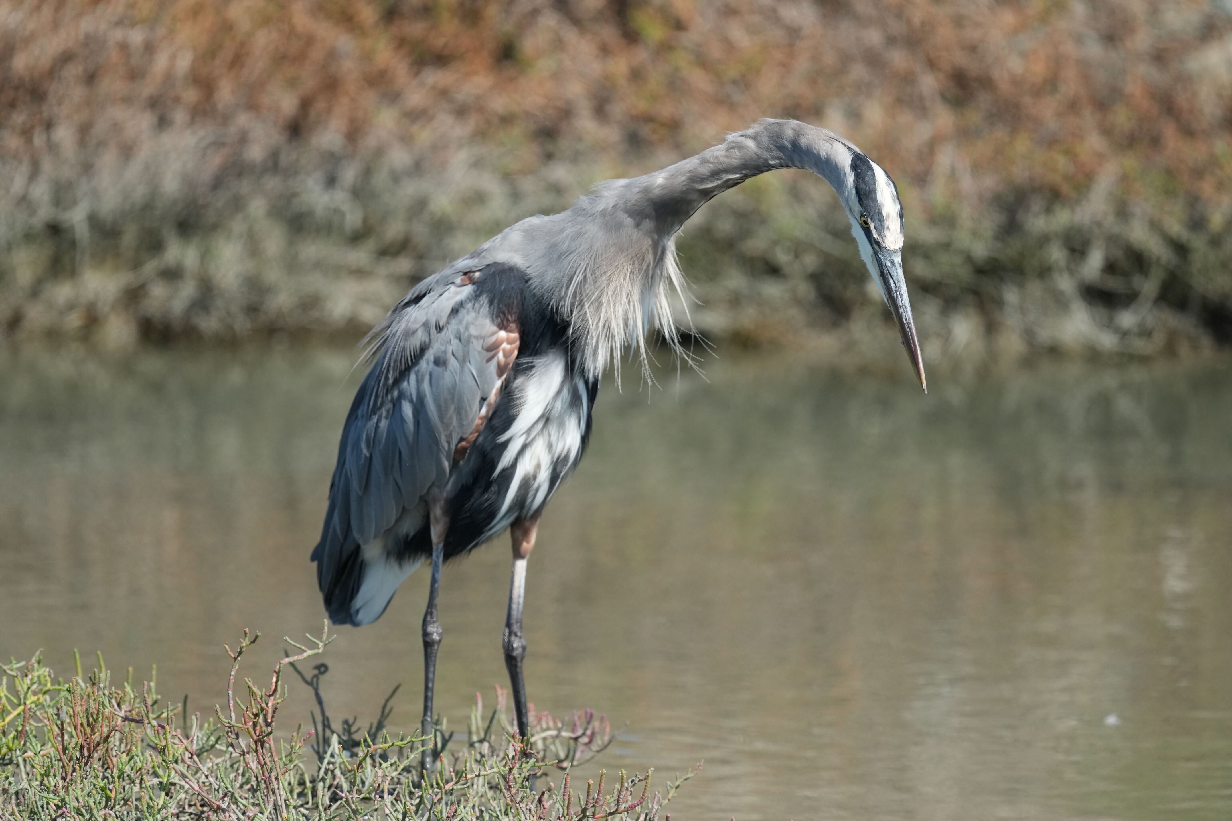 Redwood Shores Loop Trail