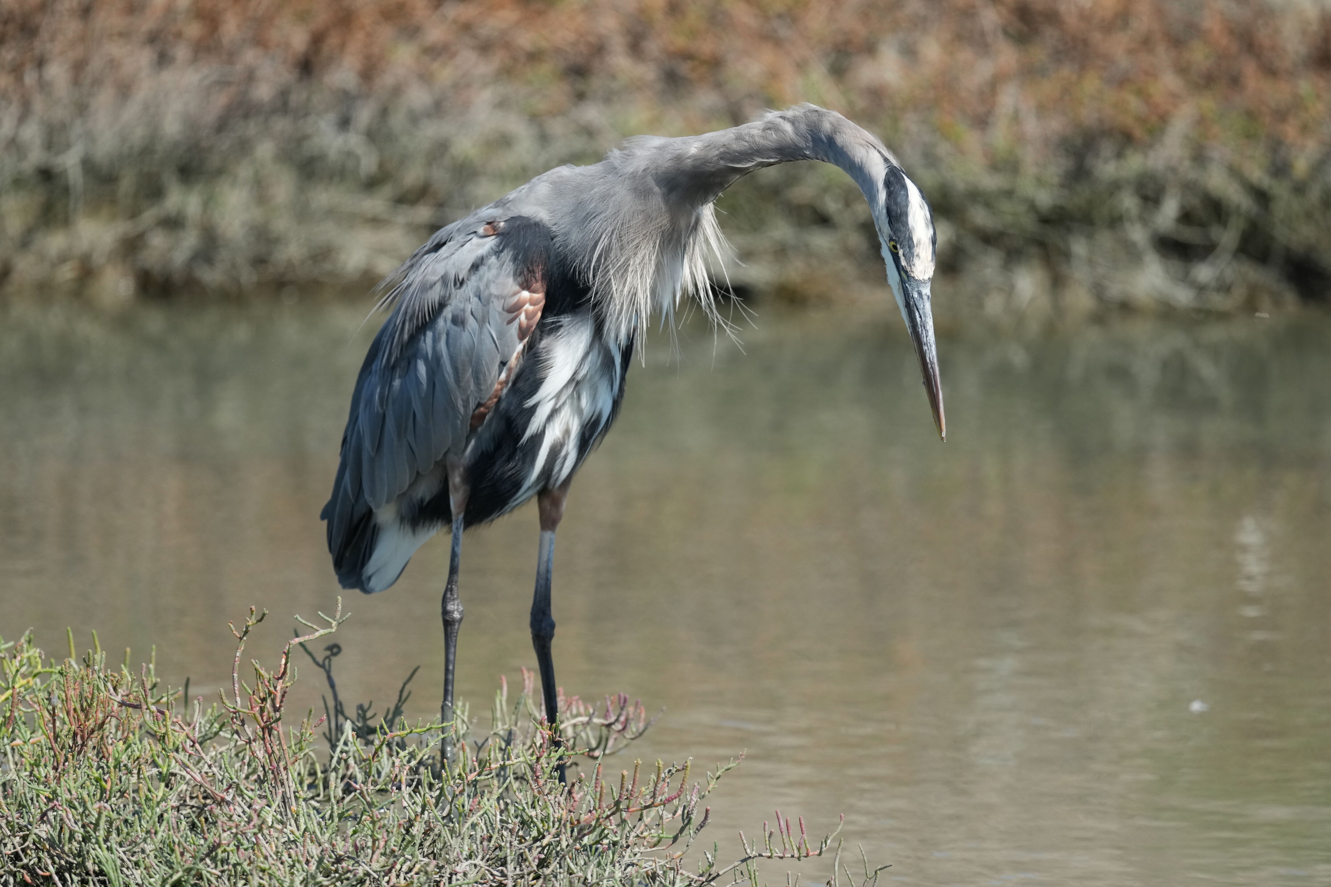 Redwood Shores Loop Trail