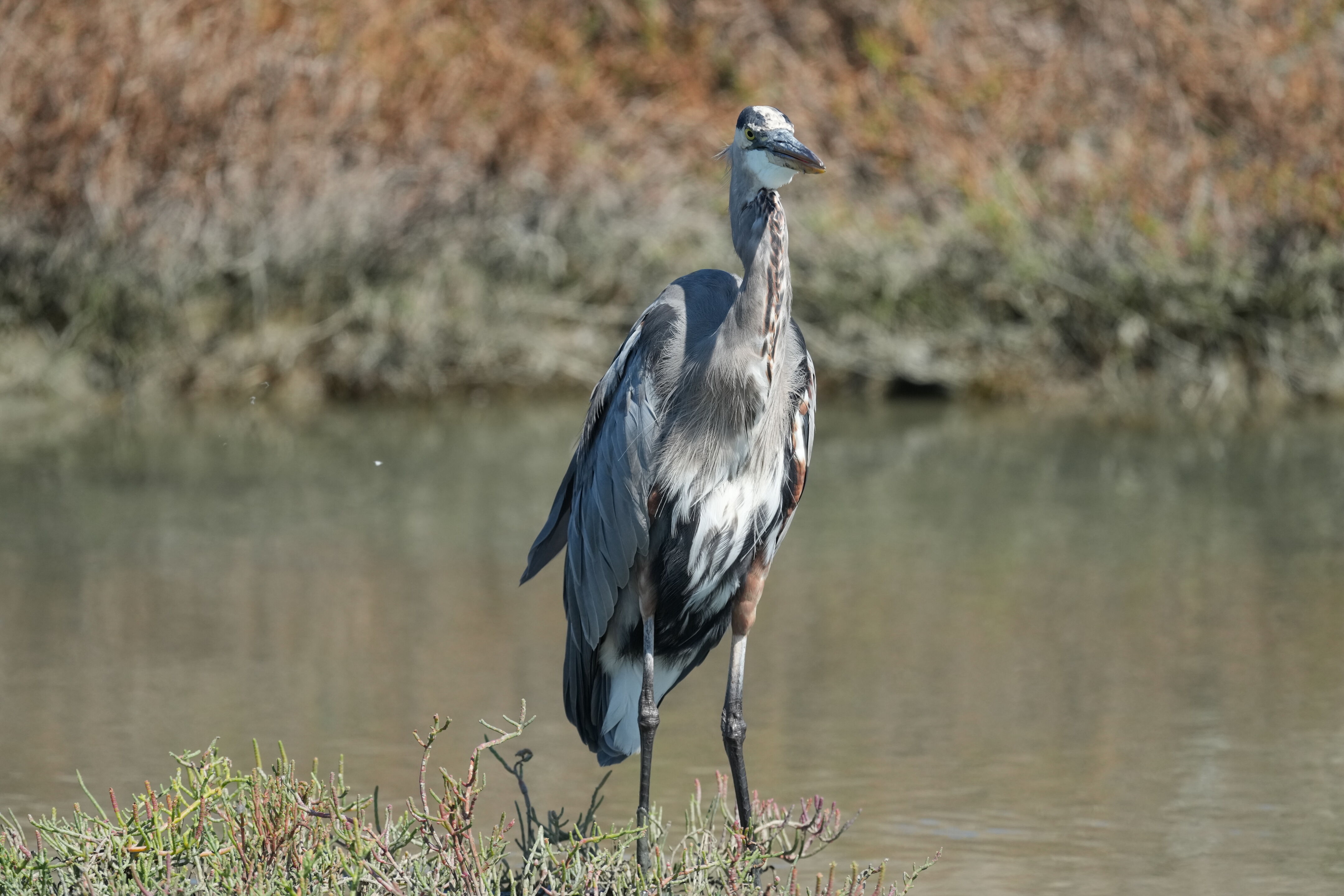 Redwood Shores Loop Trail