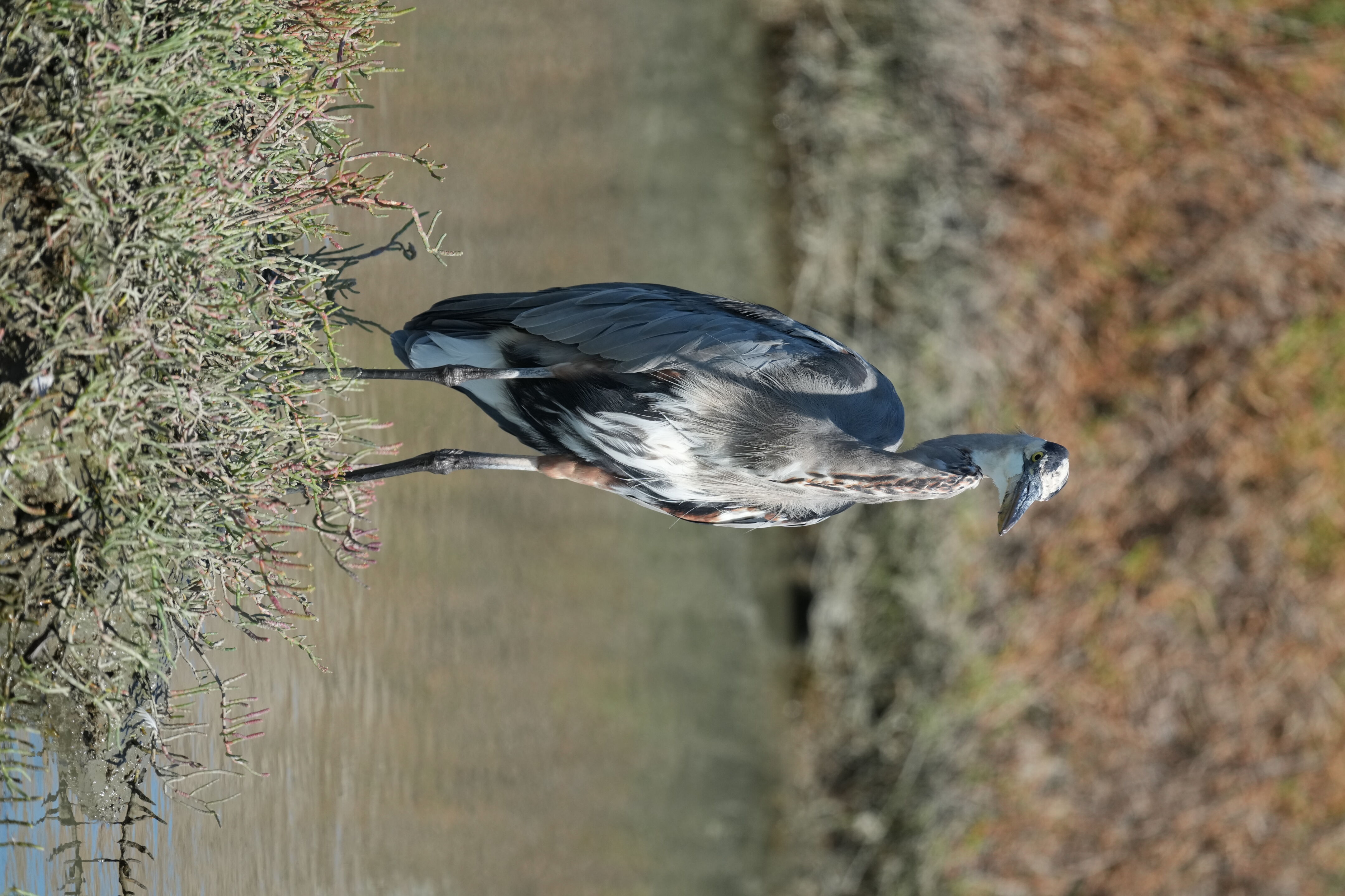 Redwood Shores Loop Trail