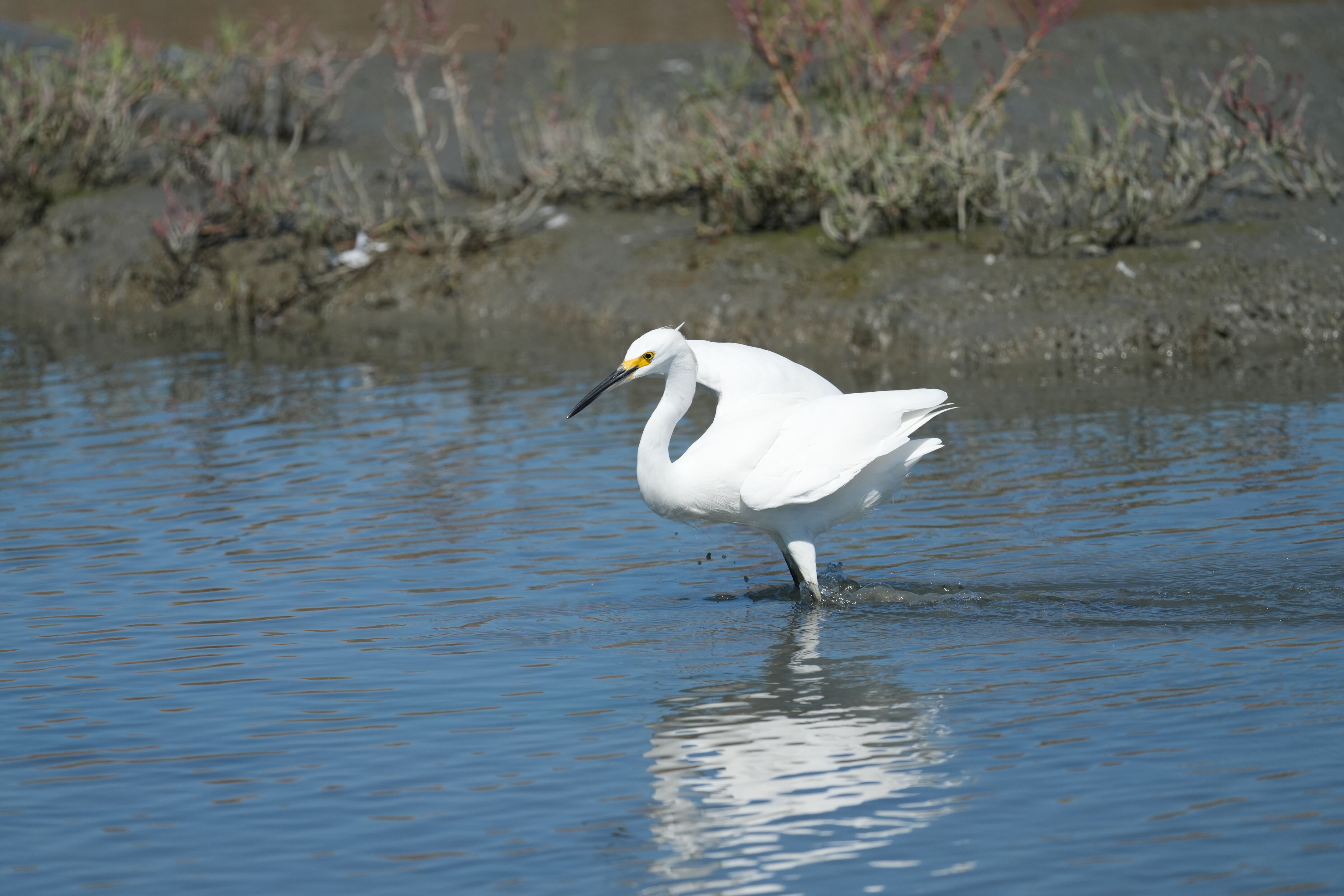 Redwood Shores Loop Trail