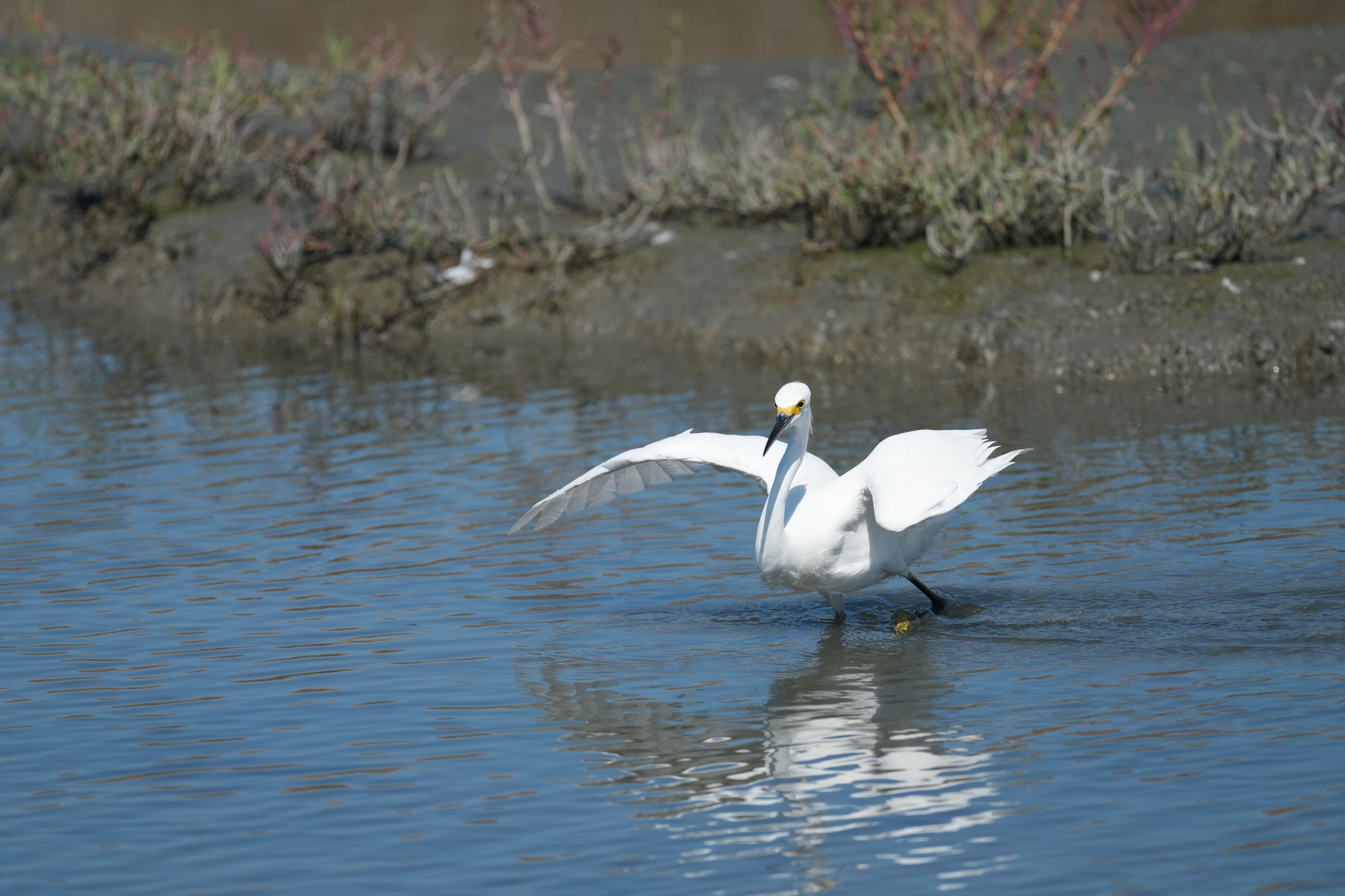 Redwood Shores Loop Trail