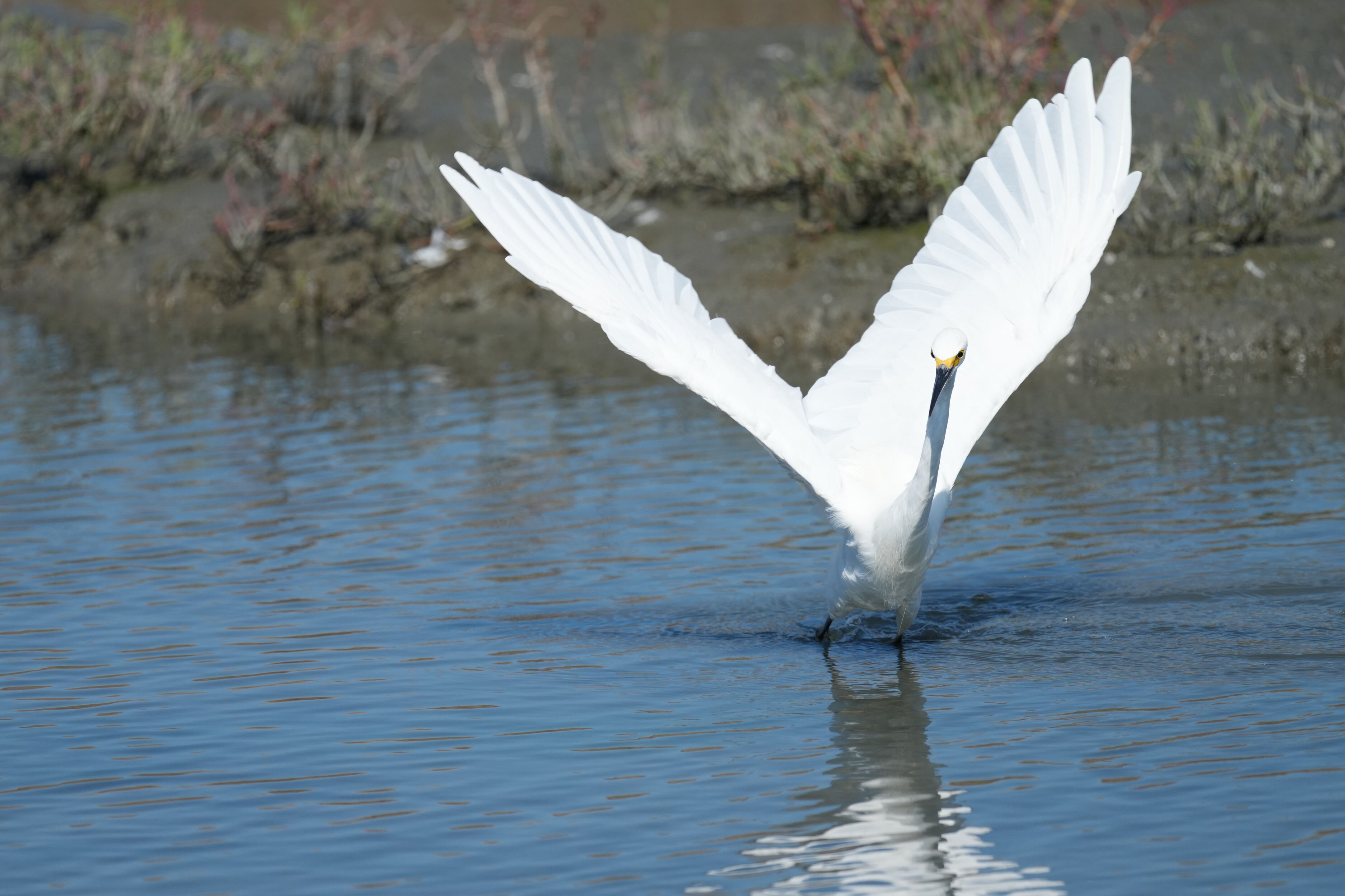 Redwood Shores Loop Trail