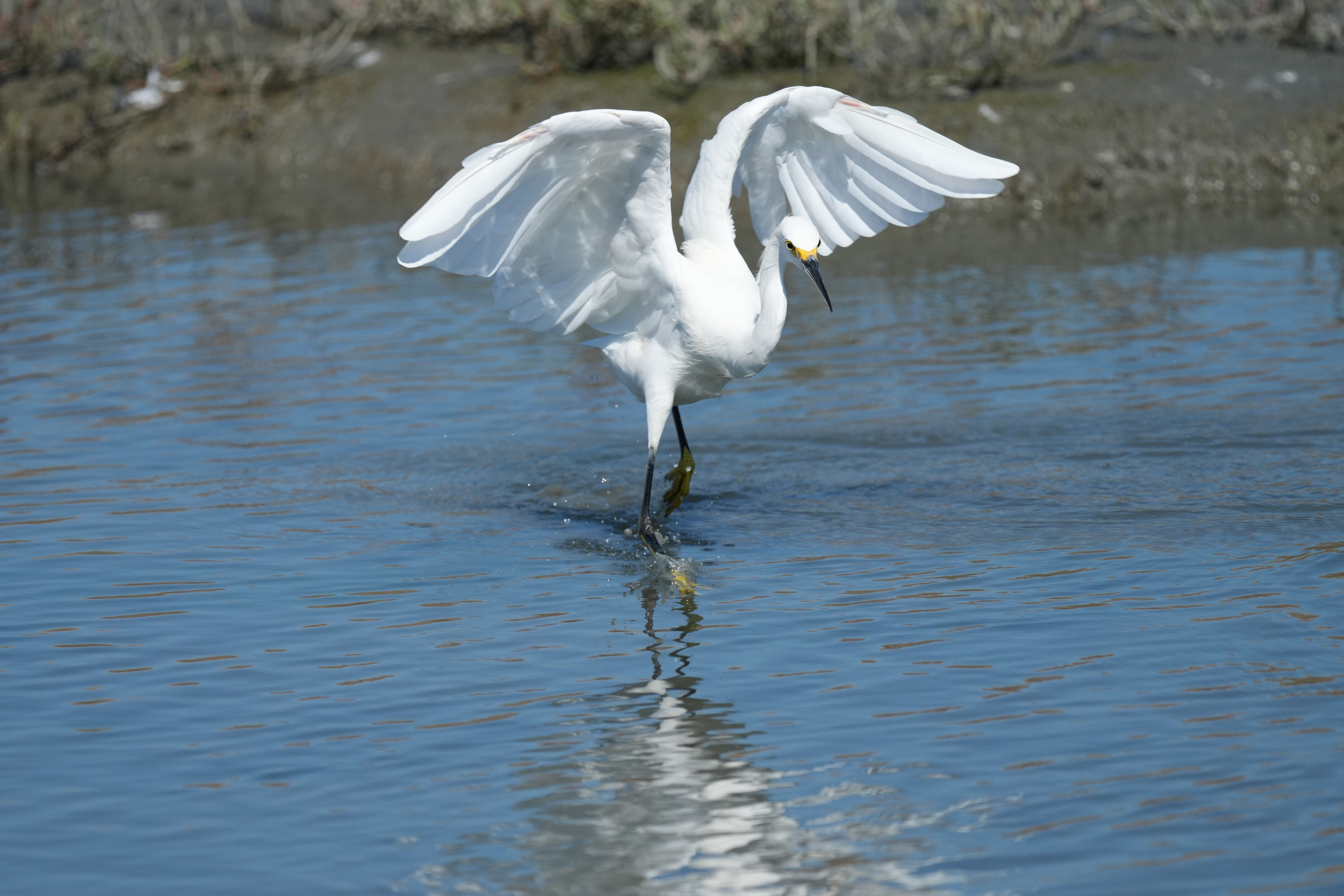 Redwood Shores Loop Trail