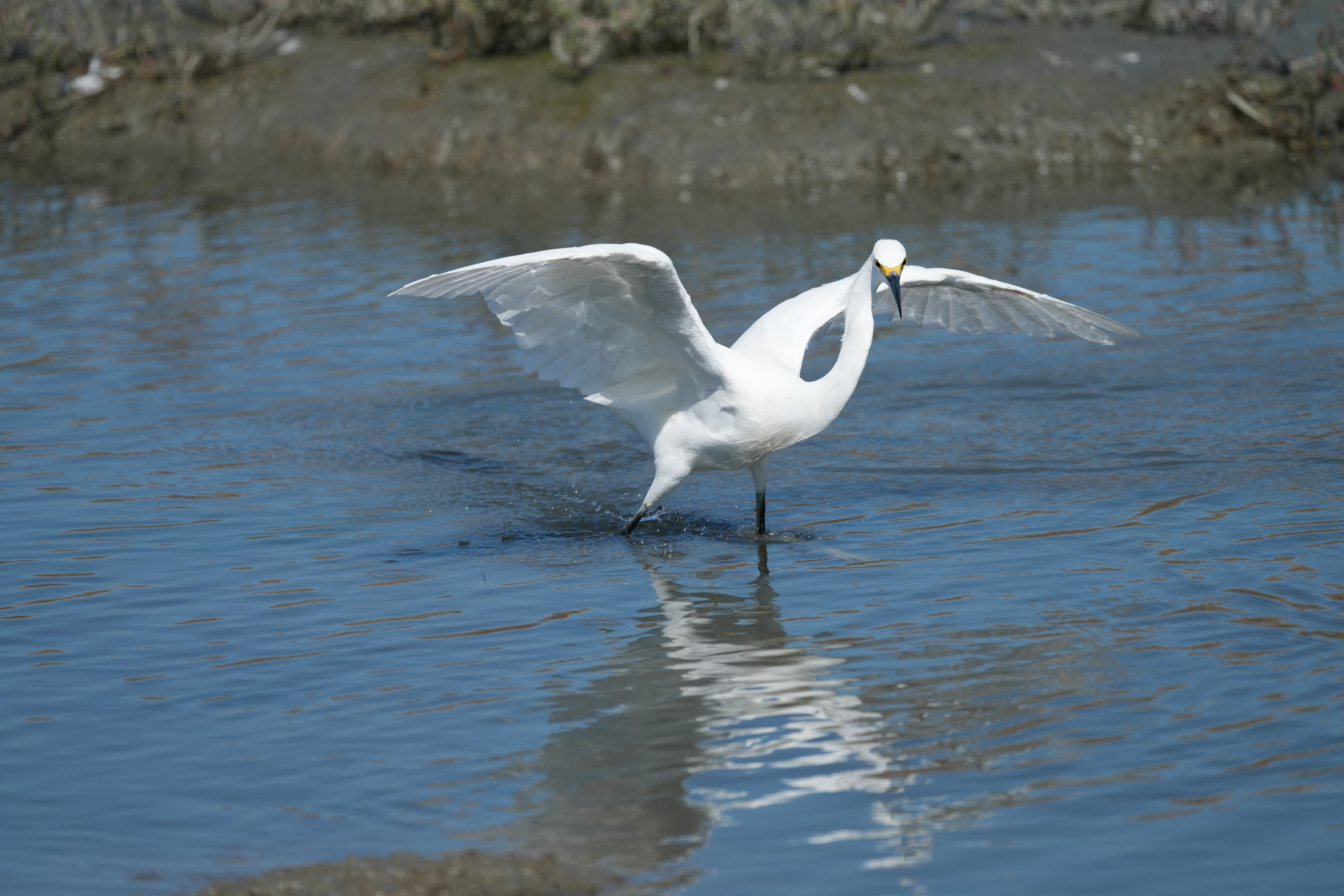 Redwood Shores Loop Trail
