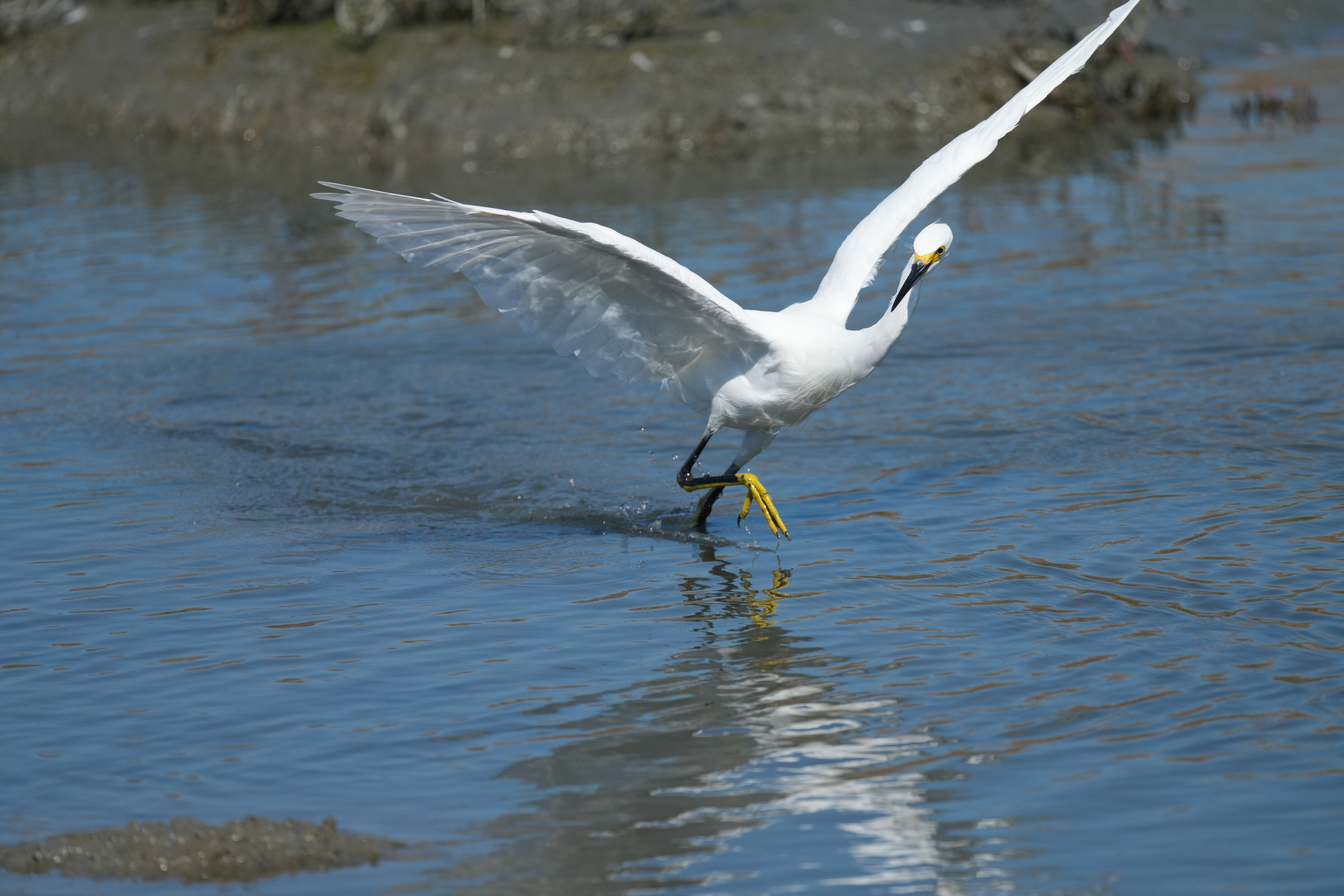 Redwood Shores Loop Trail