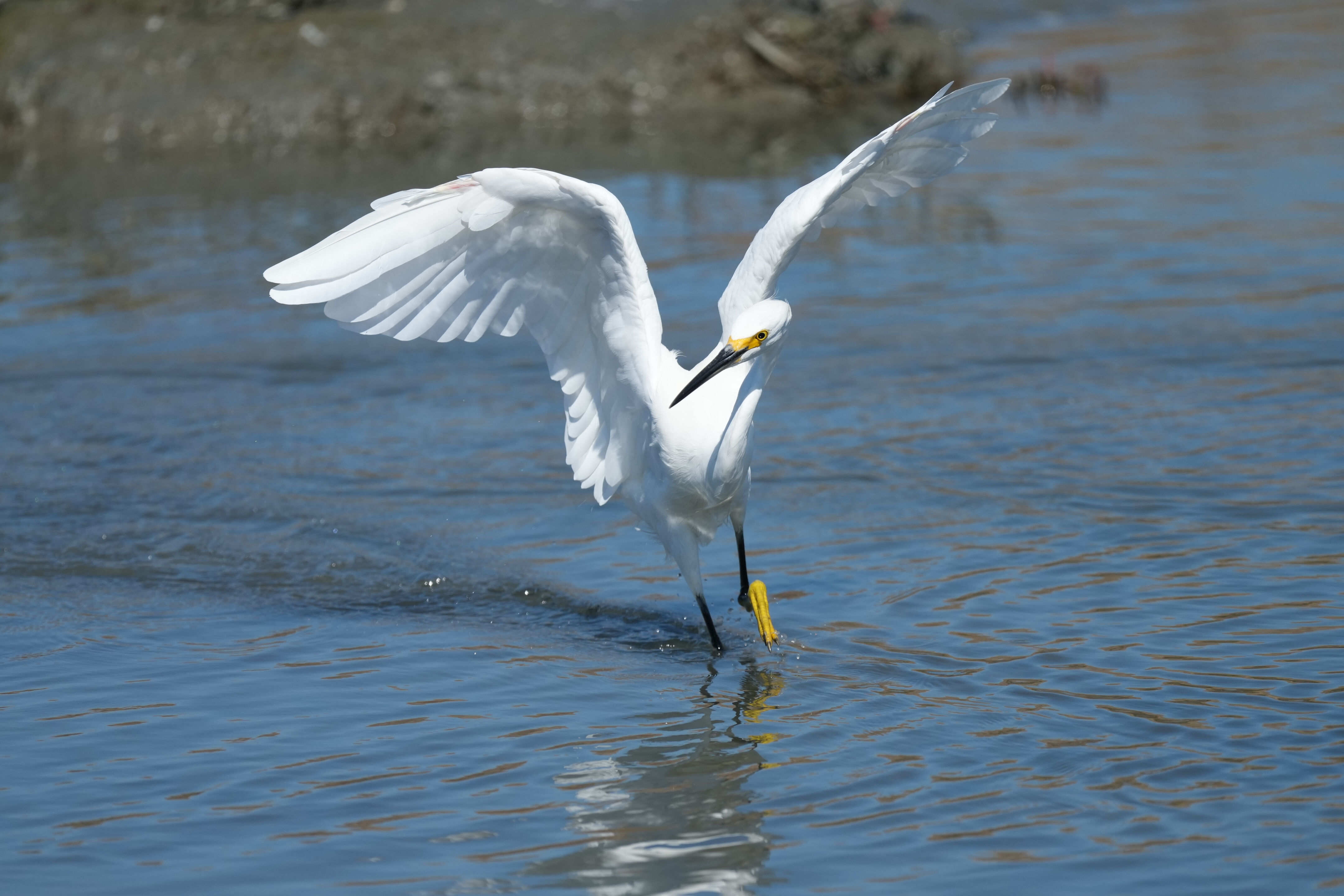 Redwood Shores Loop Trail