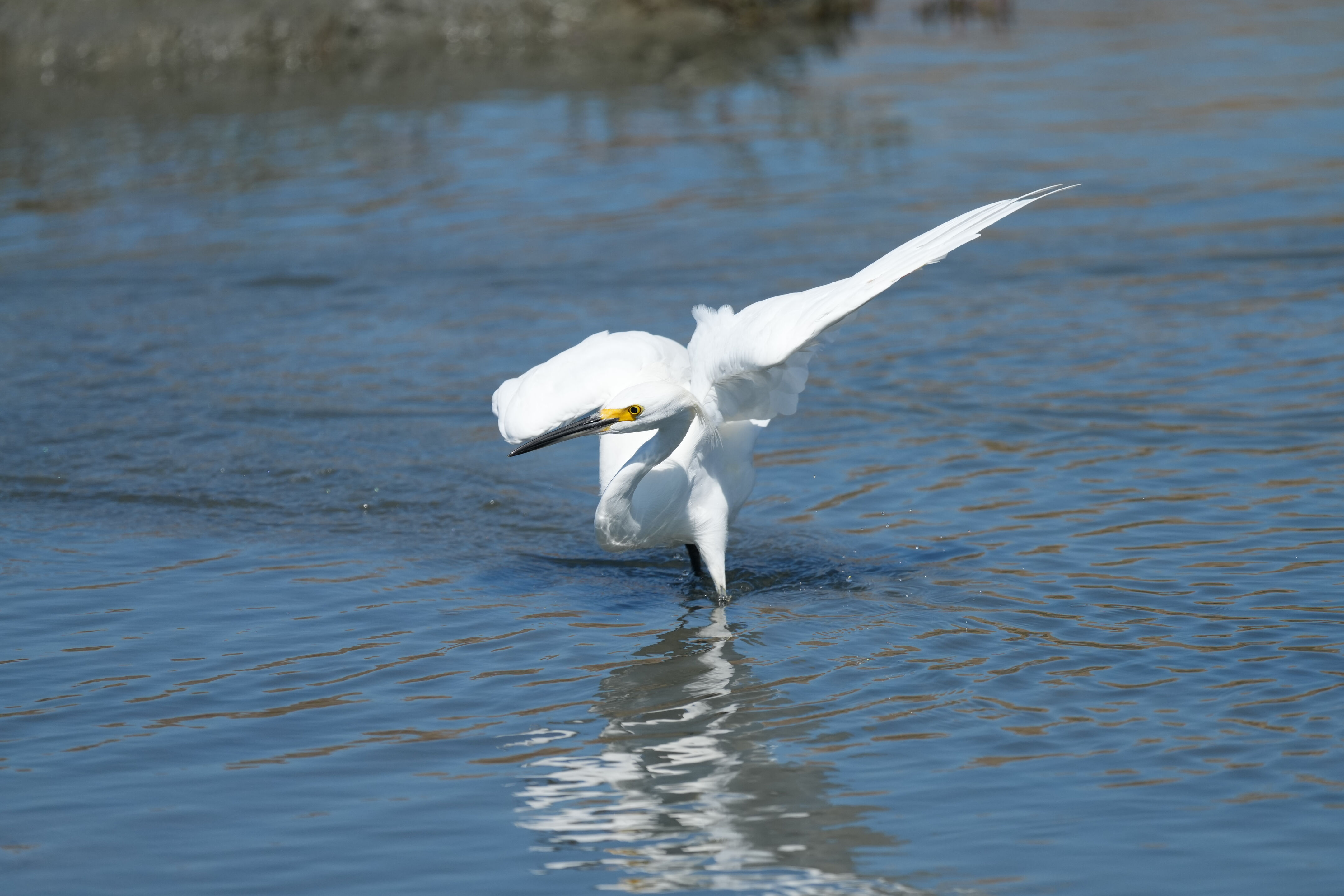 Redwood Shores Loop Trail