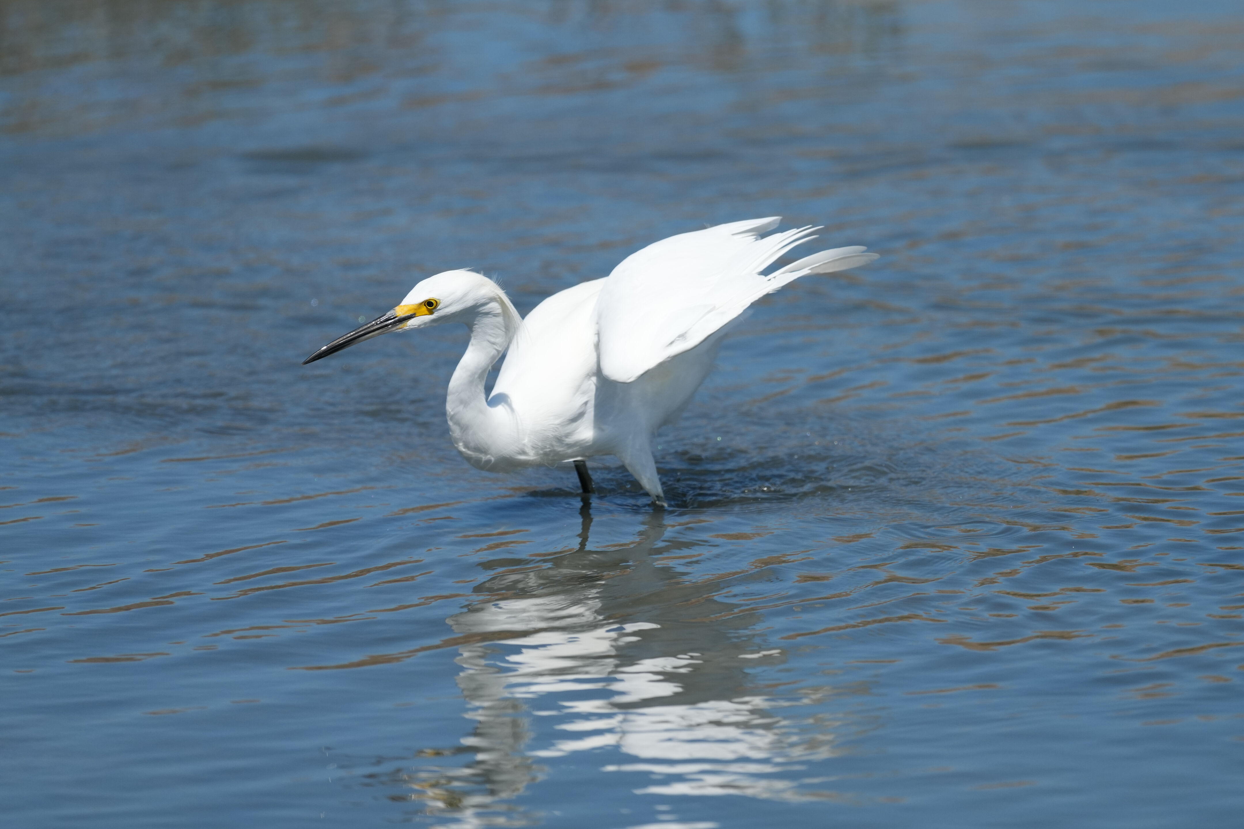 Redwood Shores Loop Trail