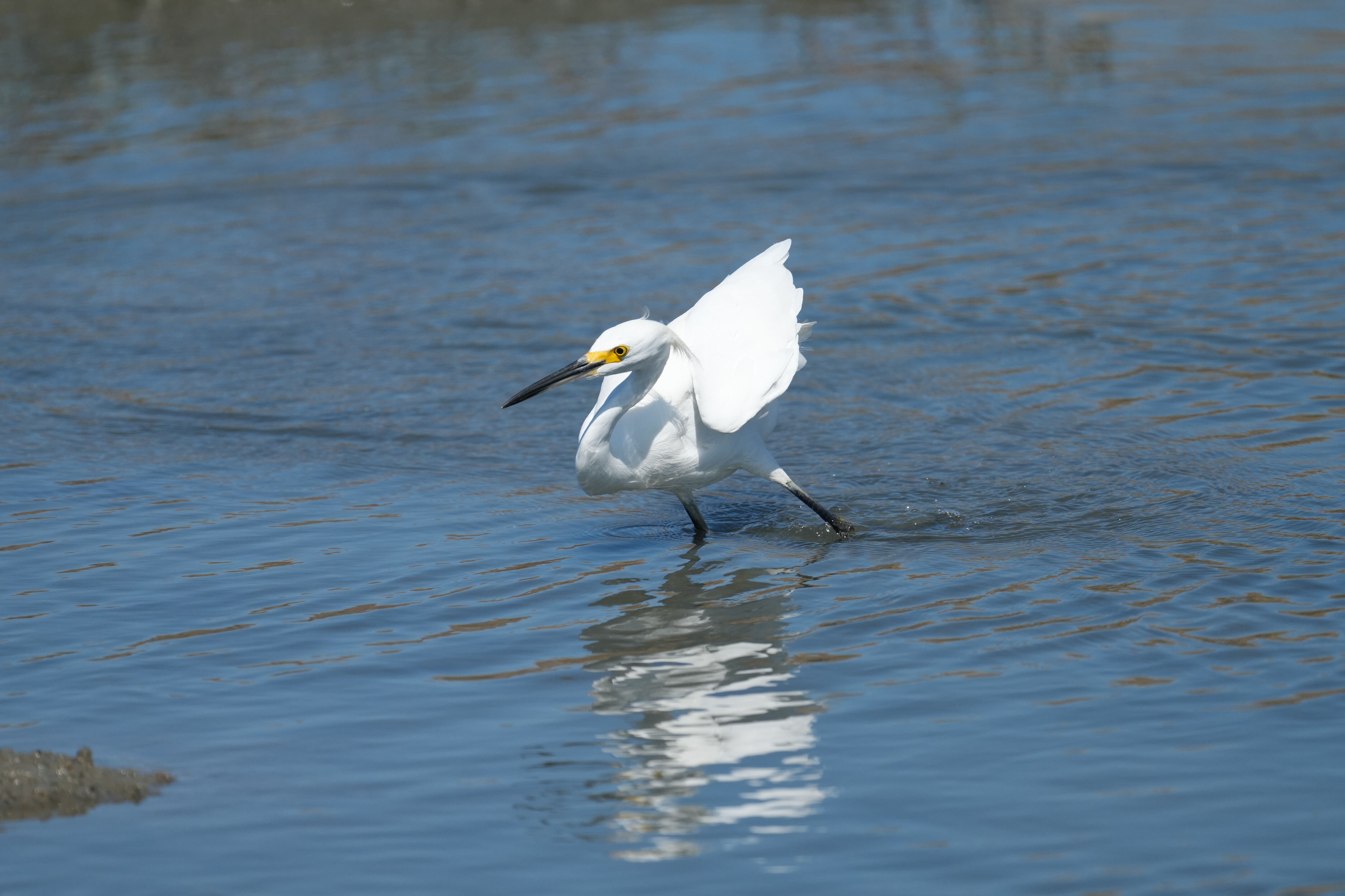 Redwood Shores Loop Trail