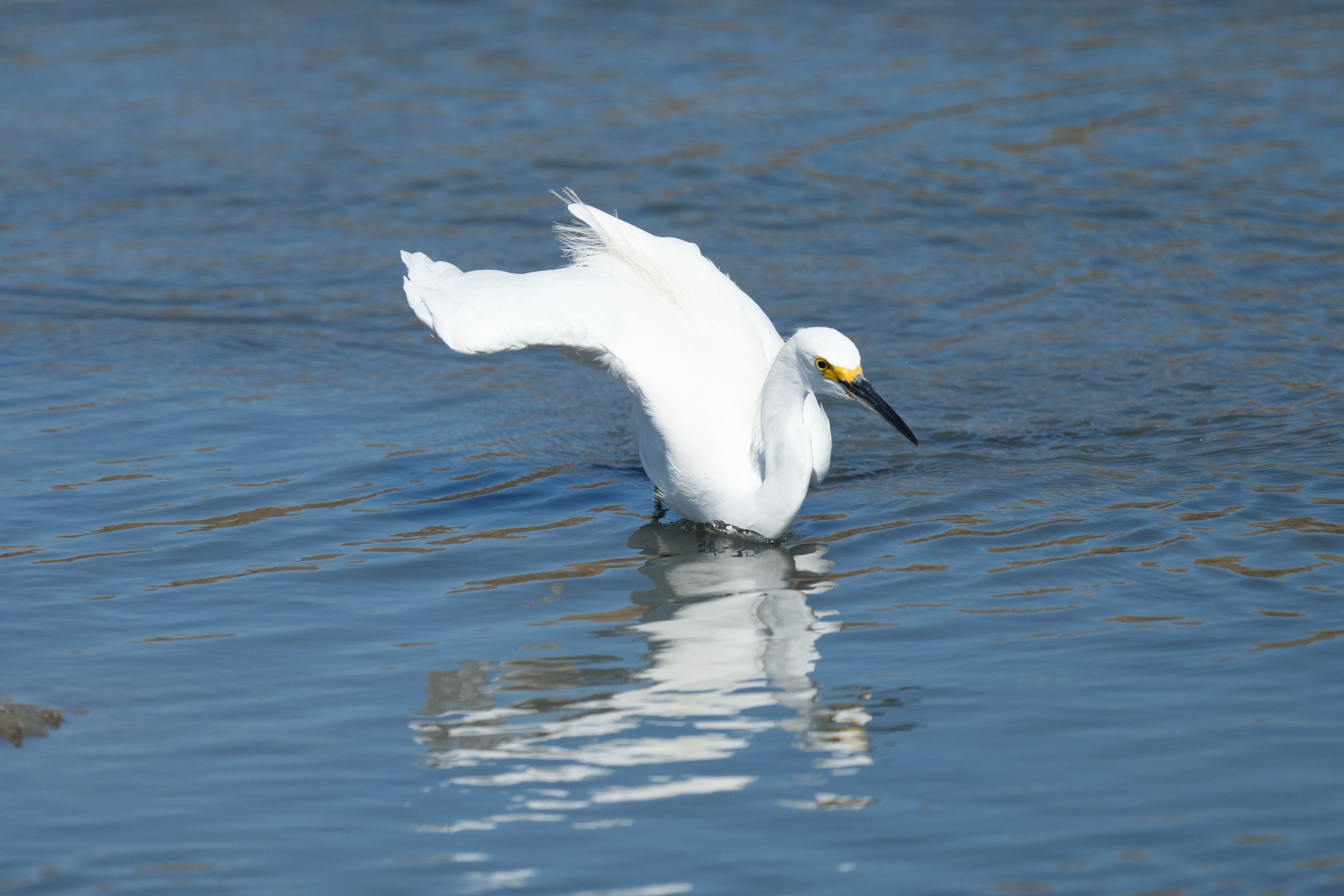 Redwood Shores Loop Trail