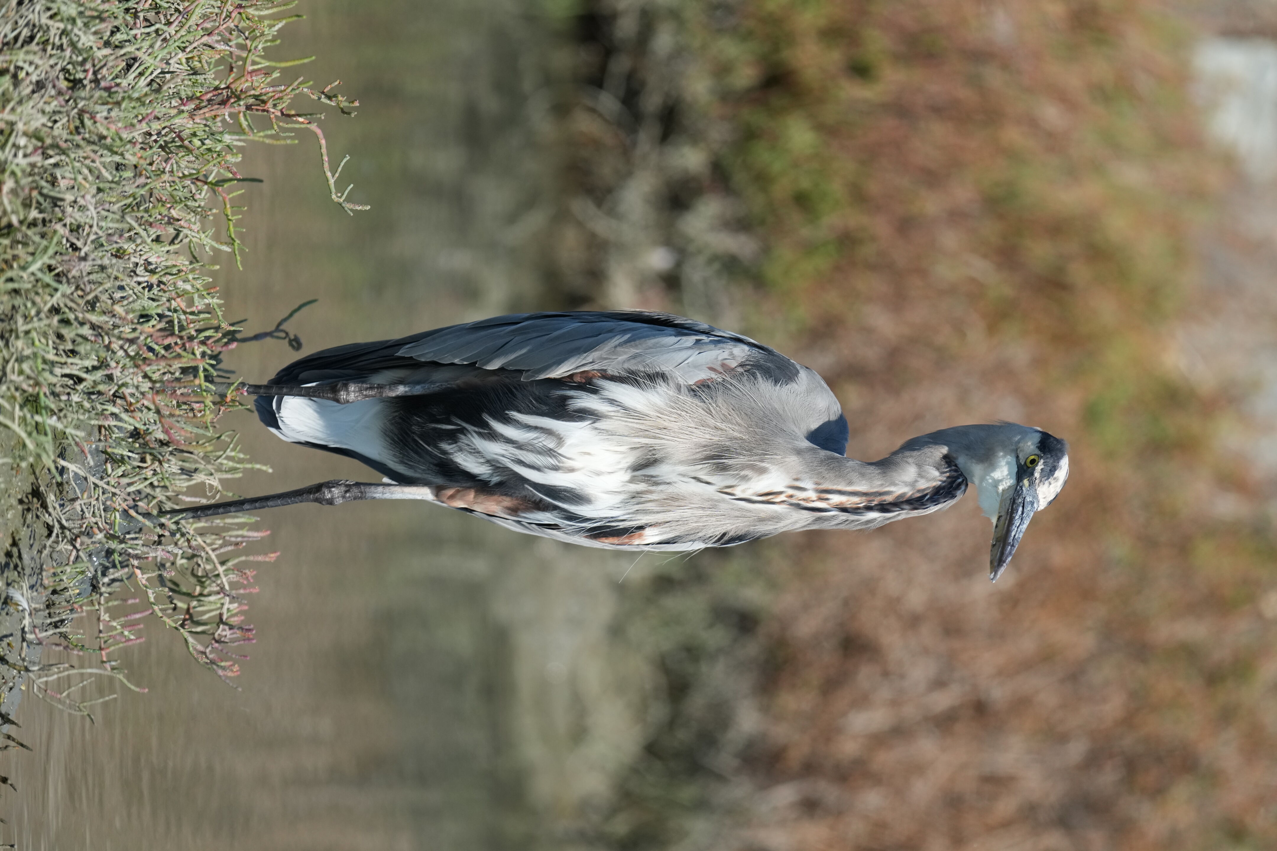 Redwood Shores Loop Trail