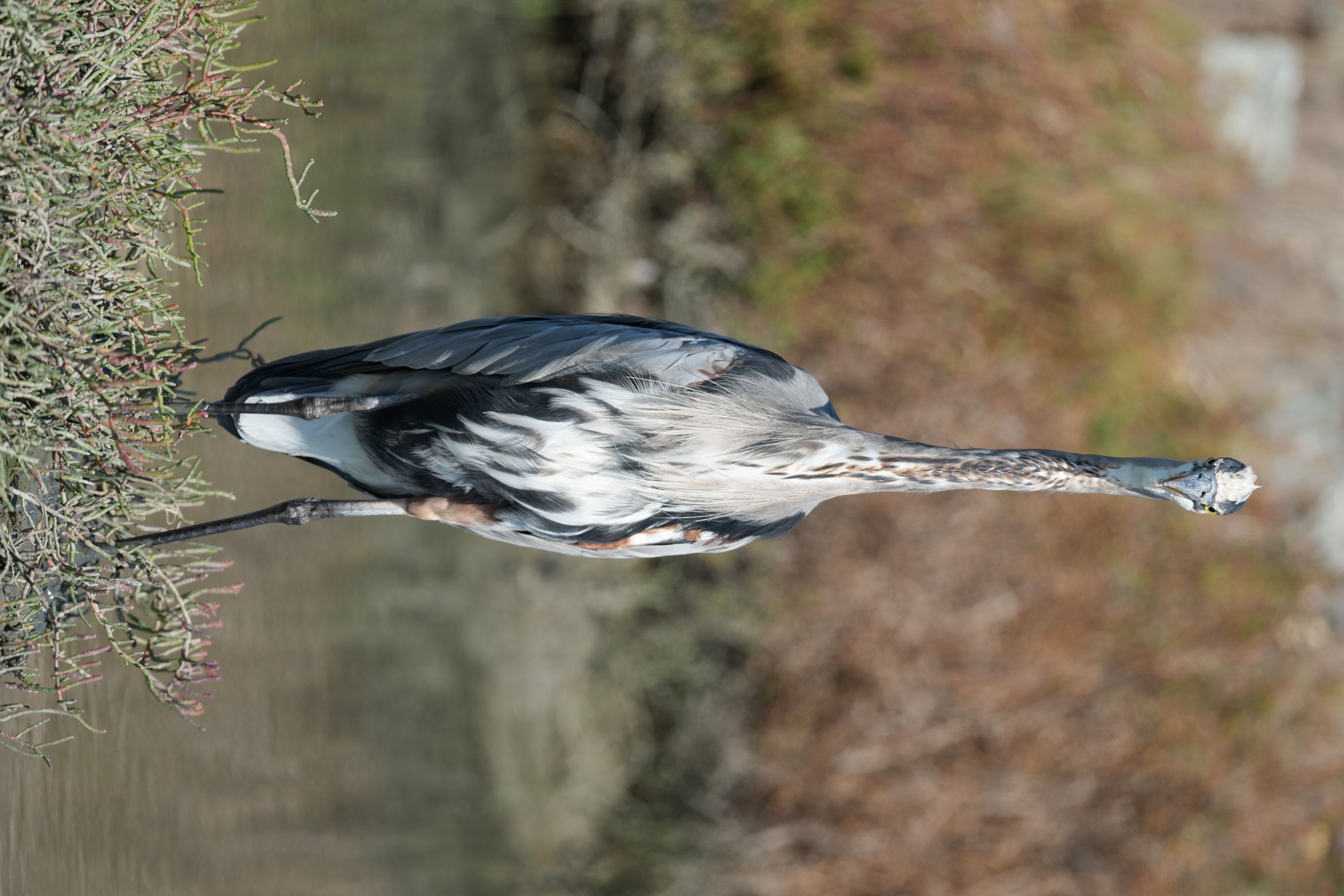 Redwood Shores Loop Trail