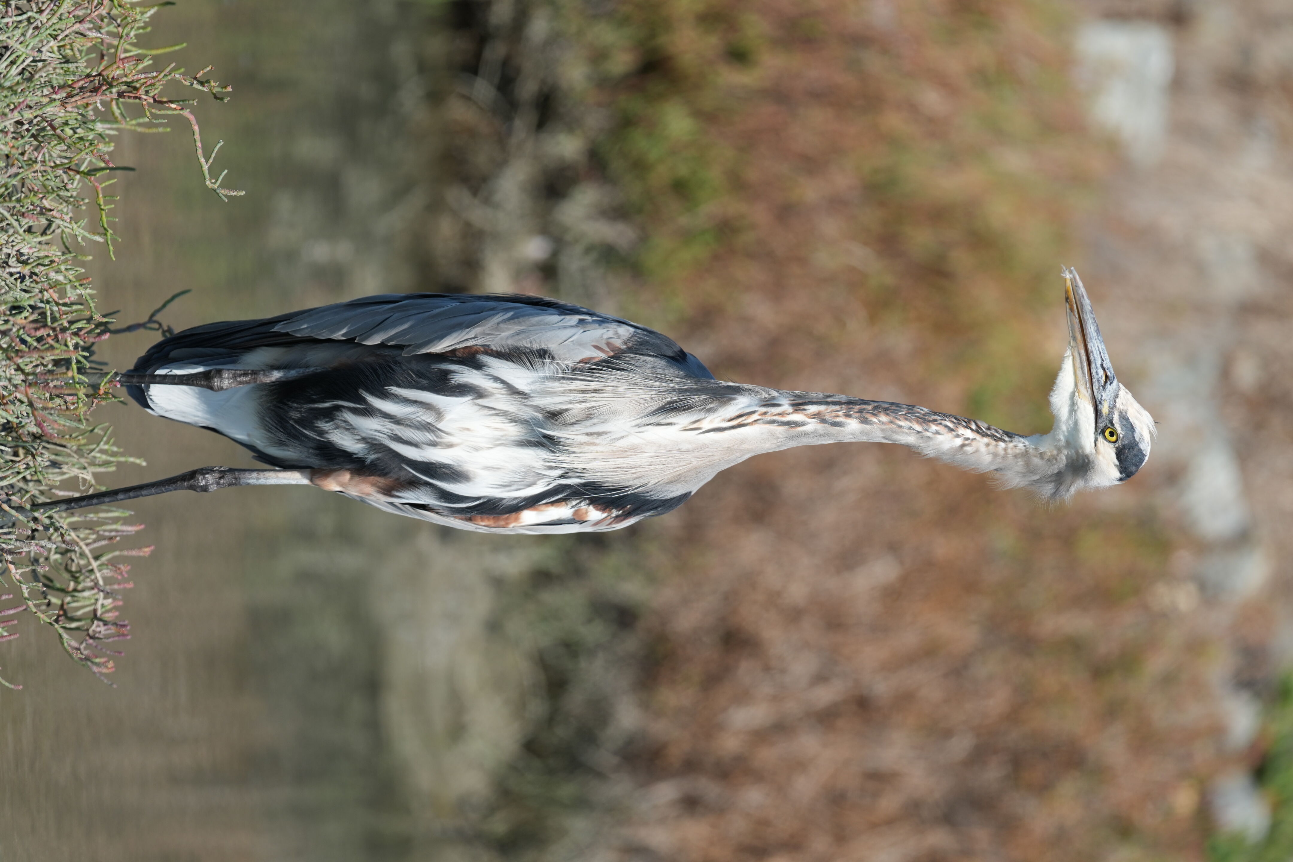 Redwood Shores Loop Trail