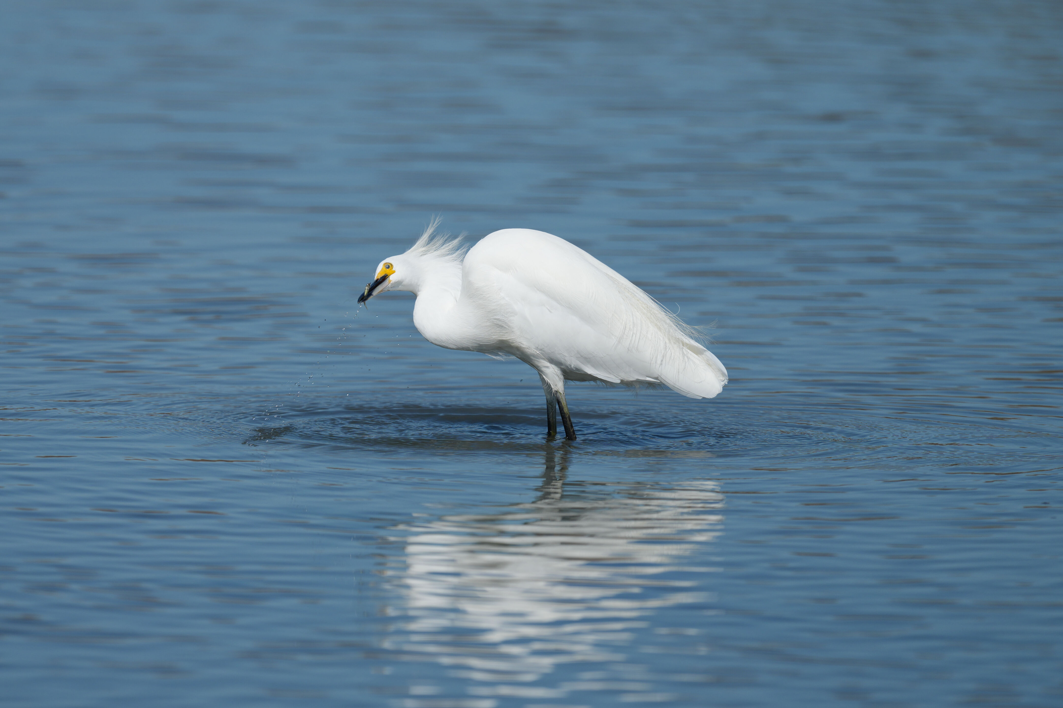 Redwood Shores Loop Trail