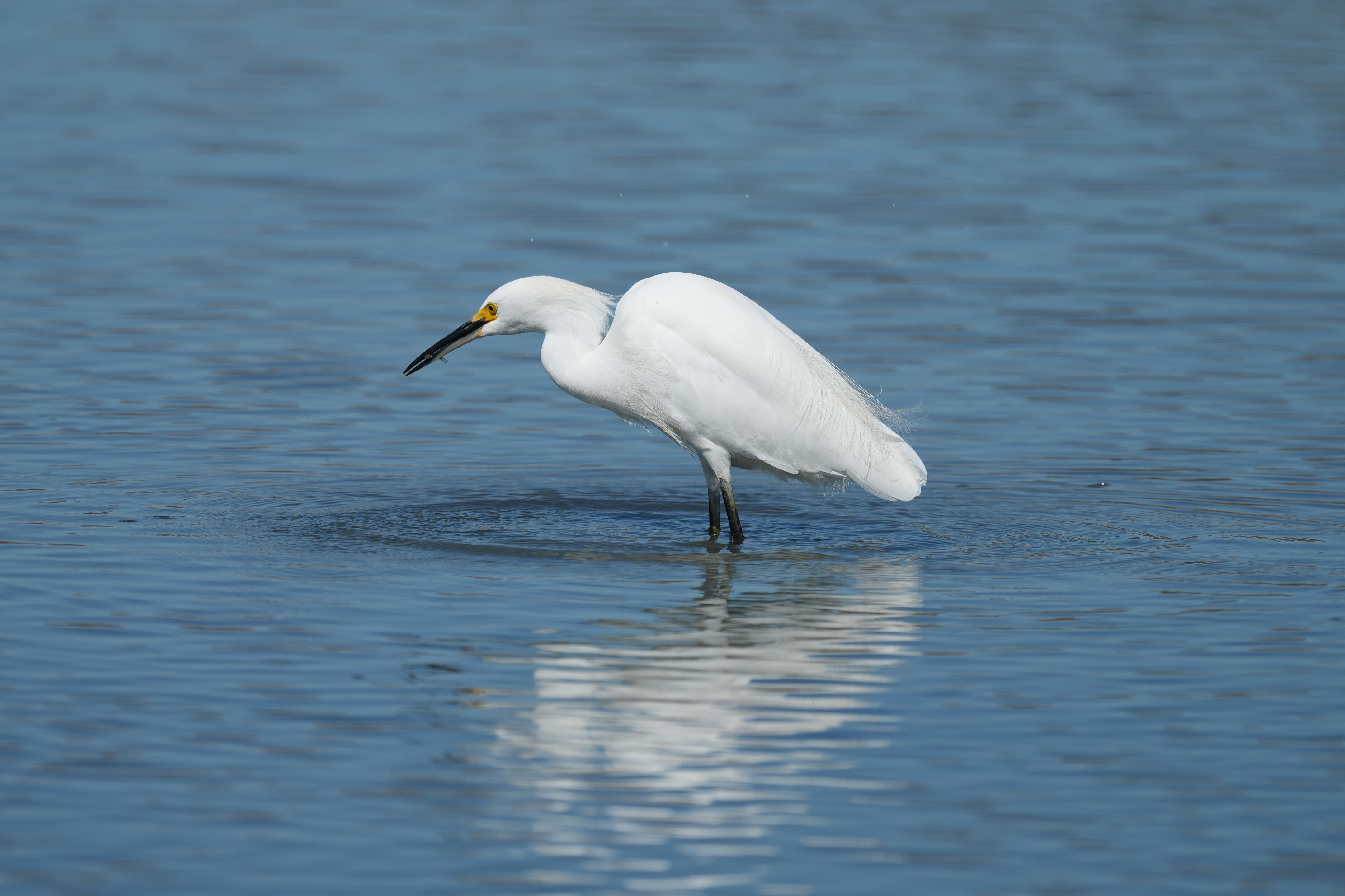 Redwood Shores Loop Trail