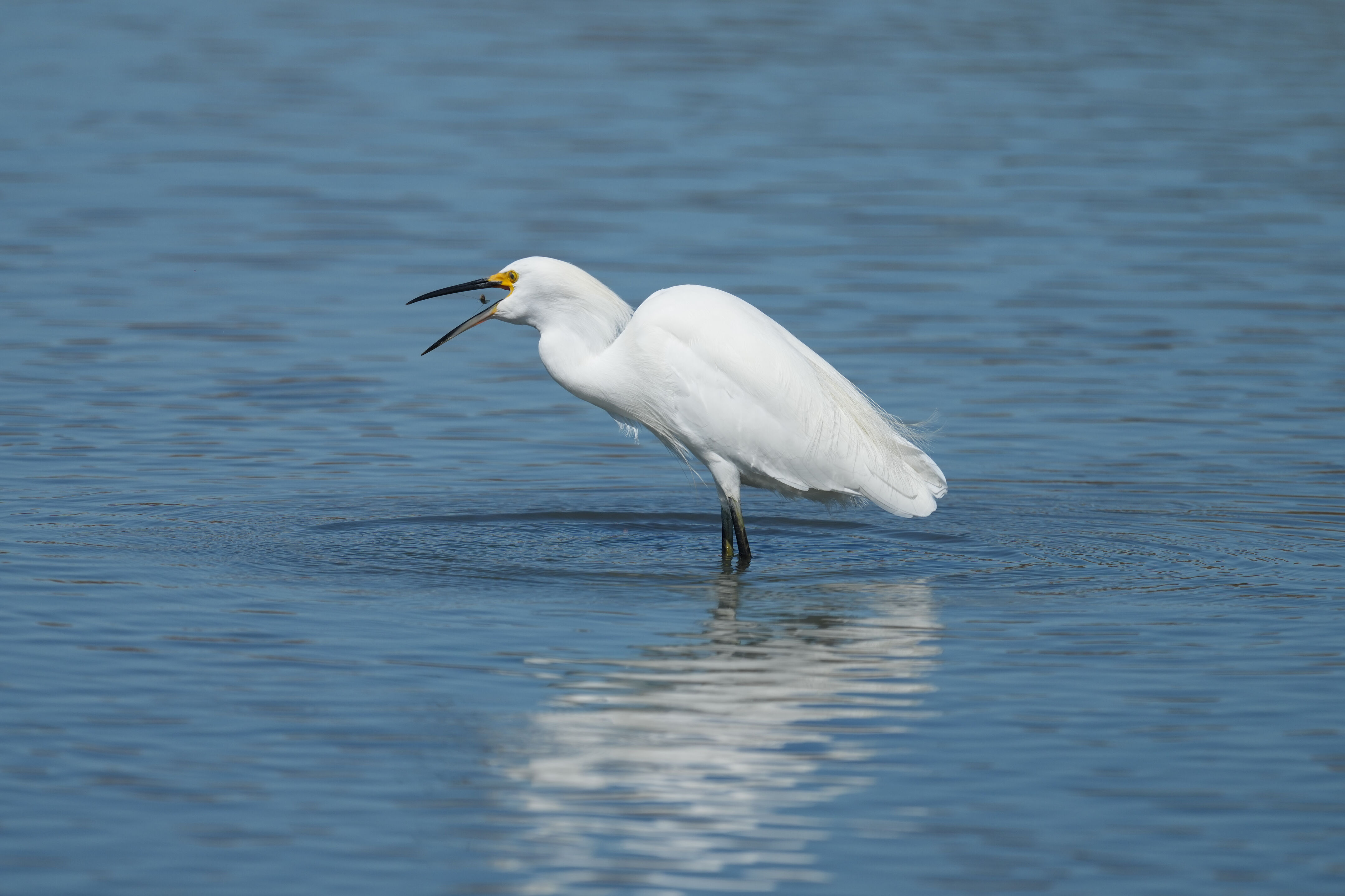 Redwood Shores Loop Trail