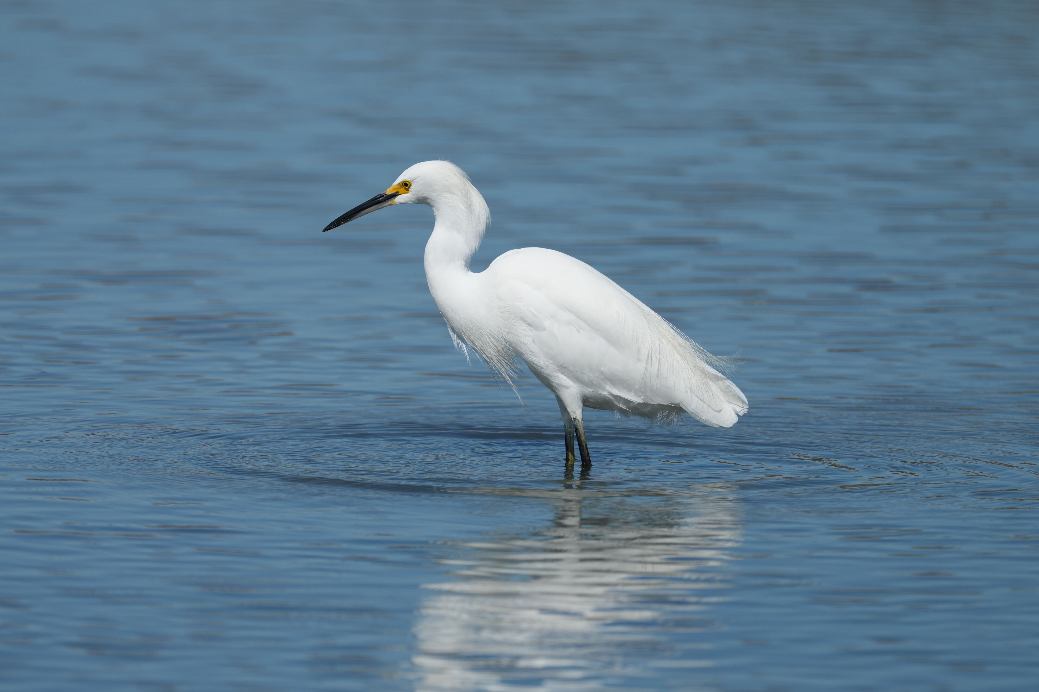 Redwood Shores Loop Trail
