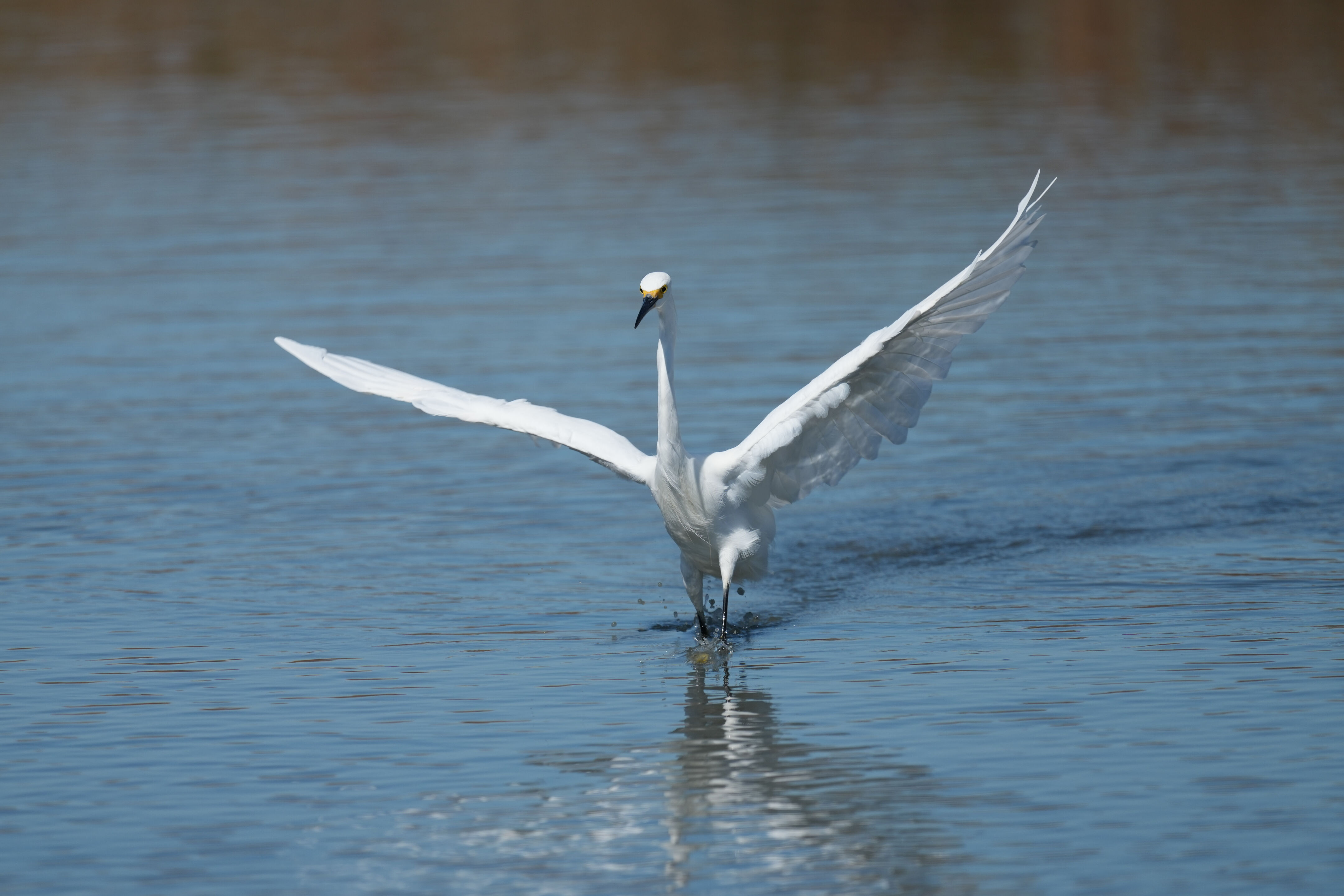 Redwood Shores Loop Trail