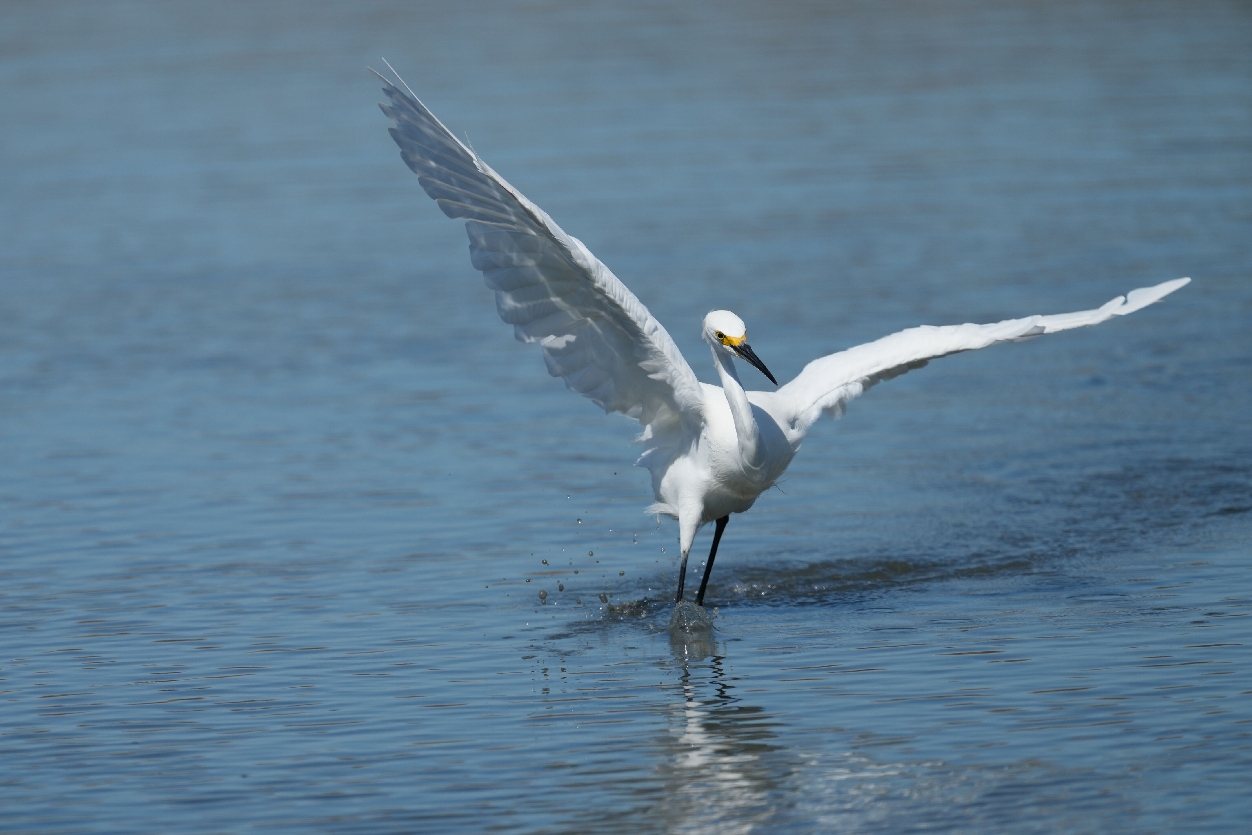 Redwood Shores Loop Trail