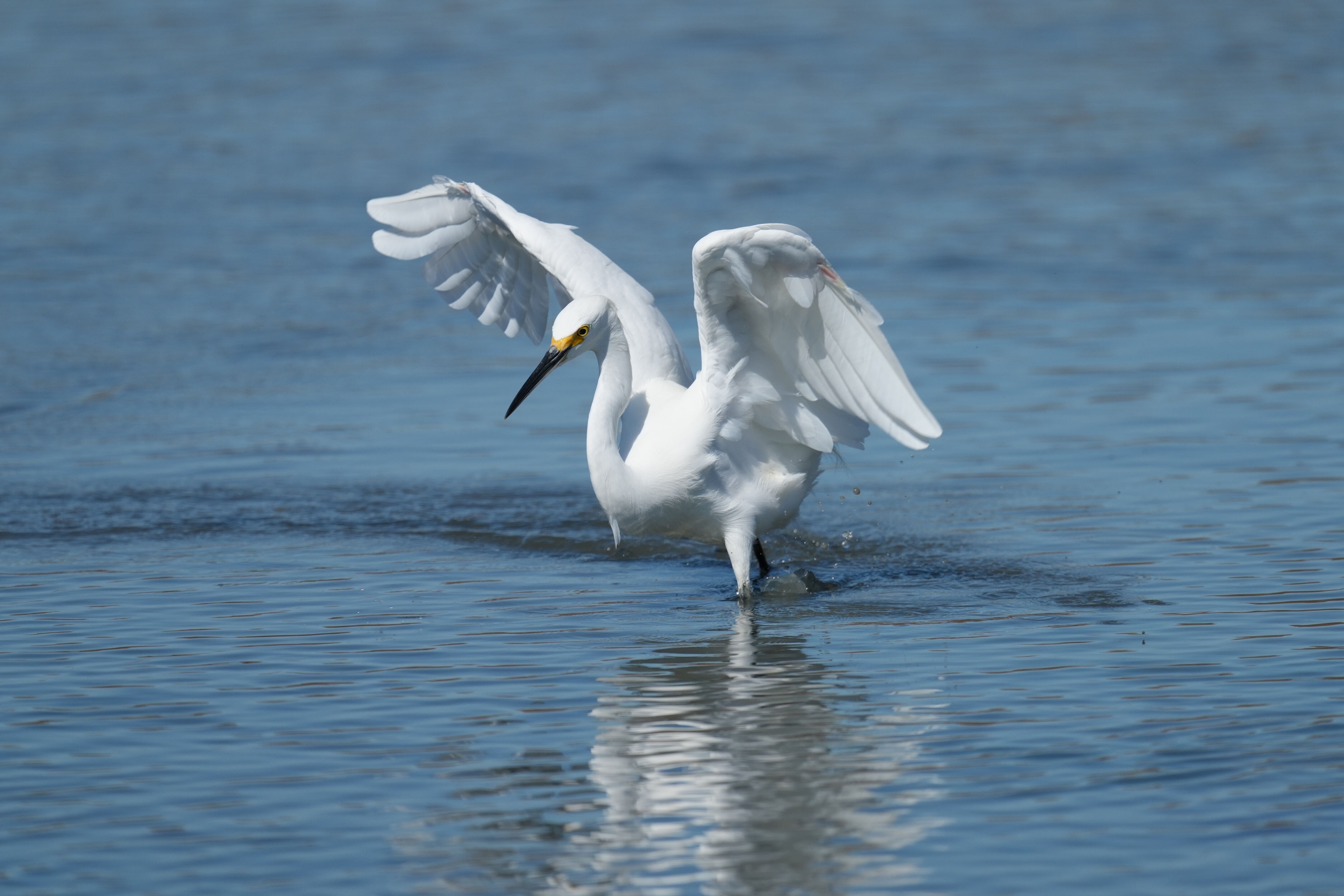 Redwood Shores Loop Trail