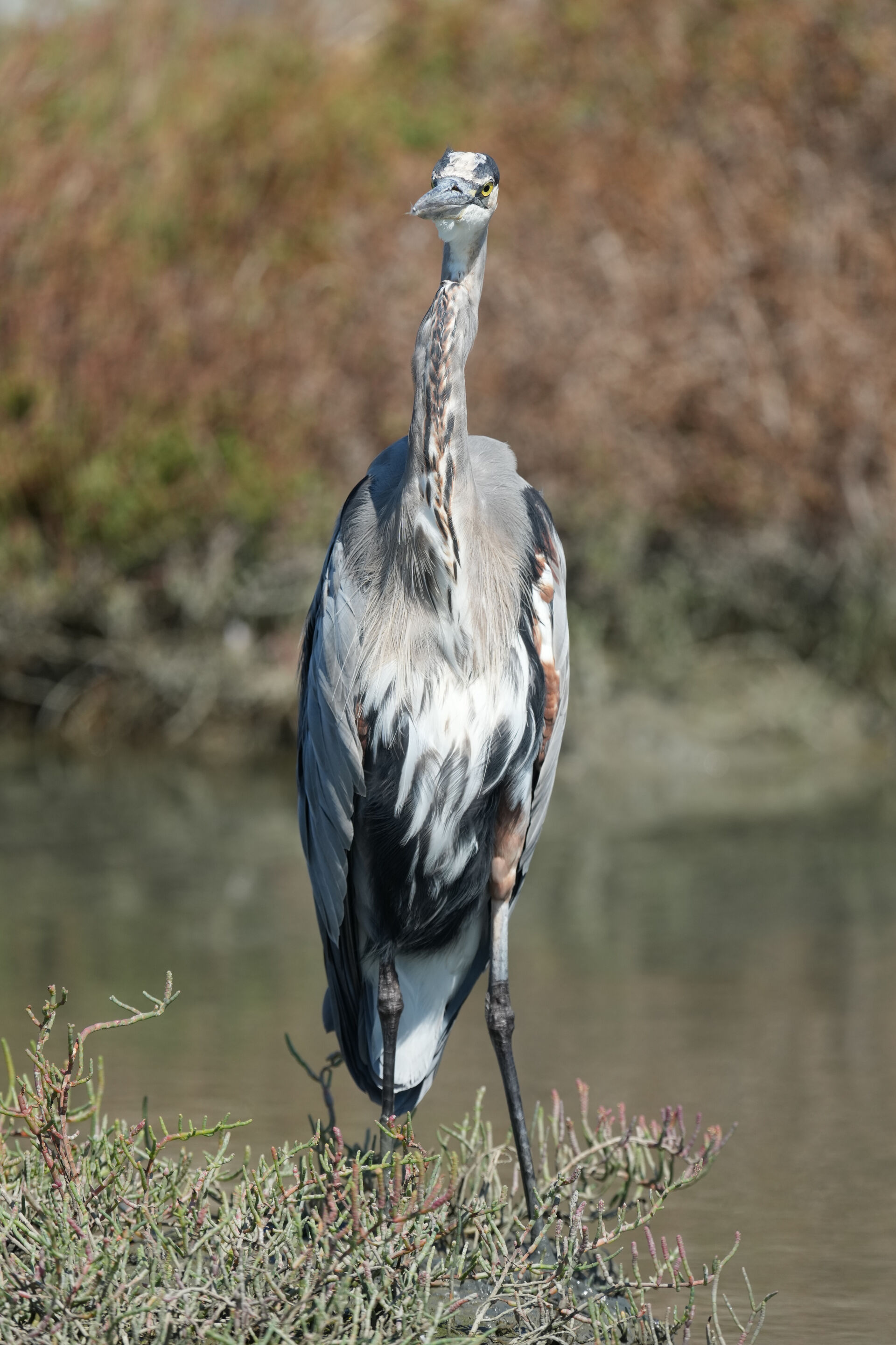 Redwood Shores Loop Trail