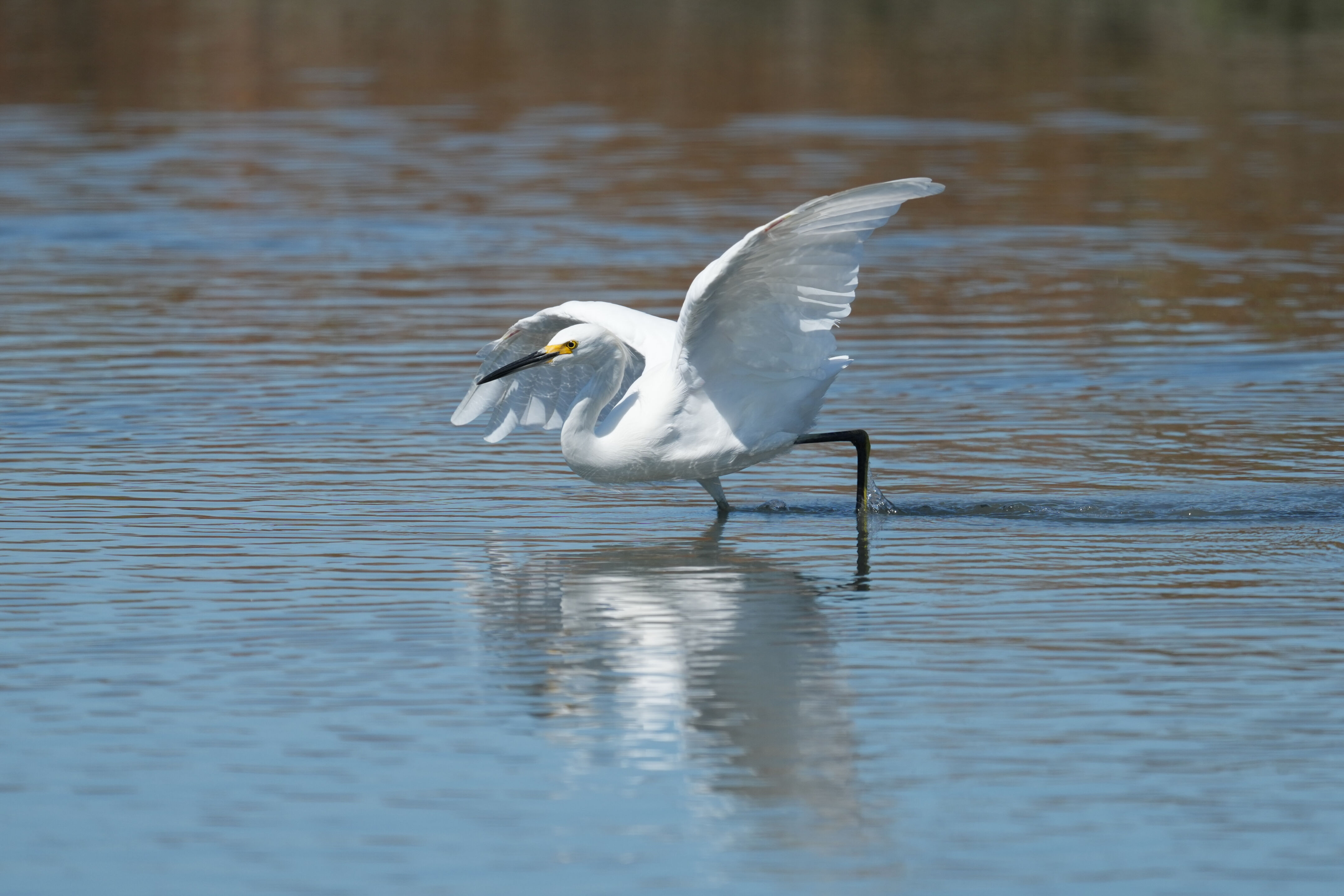 Redwood Shores Loop Trail
