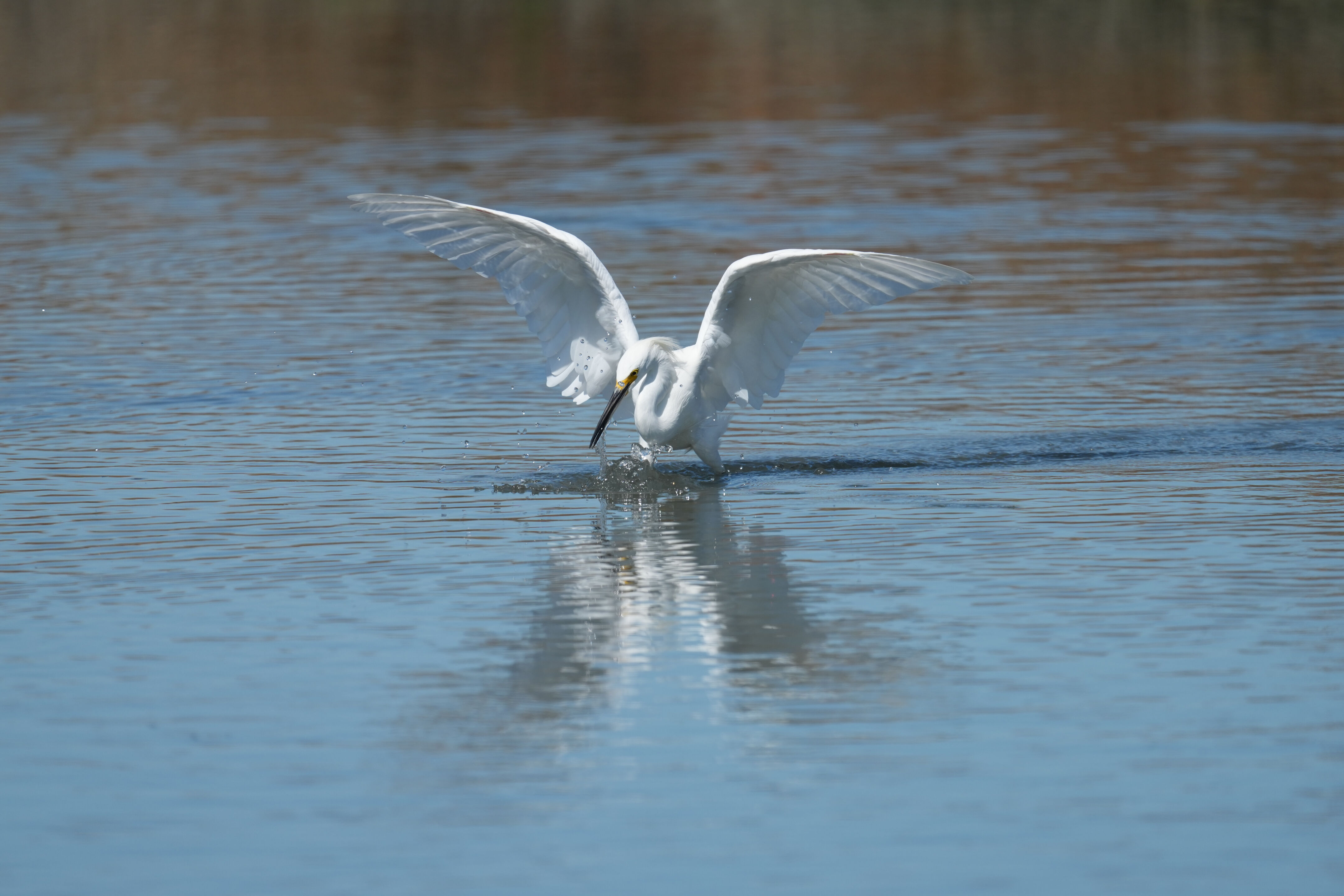 Redwood Shores Loop Trail