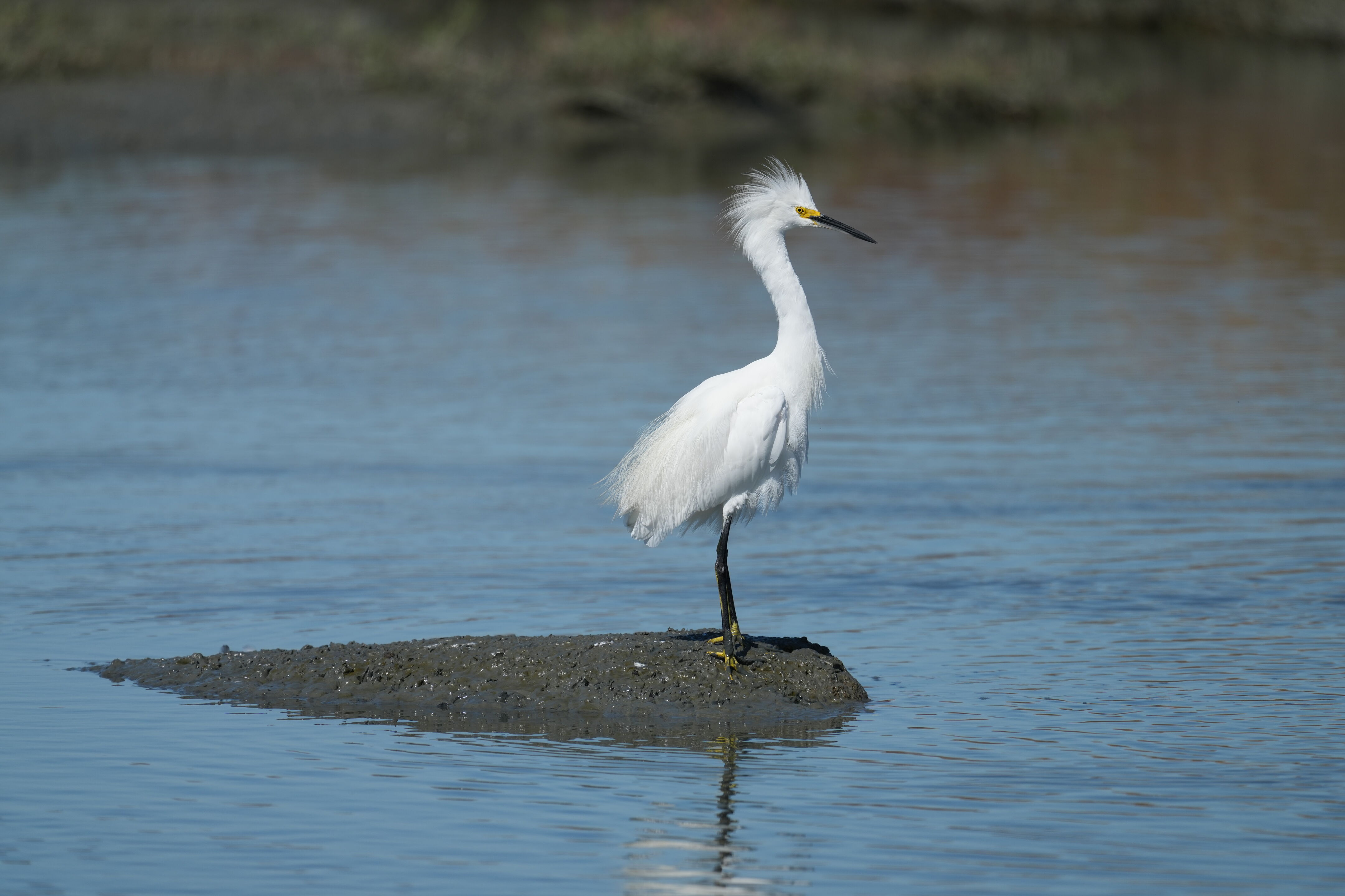 Redwood Shores Loop Trail