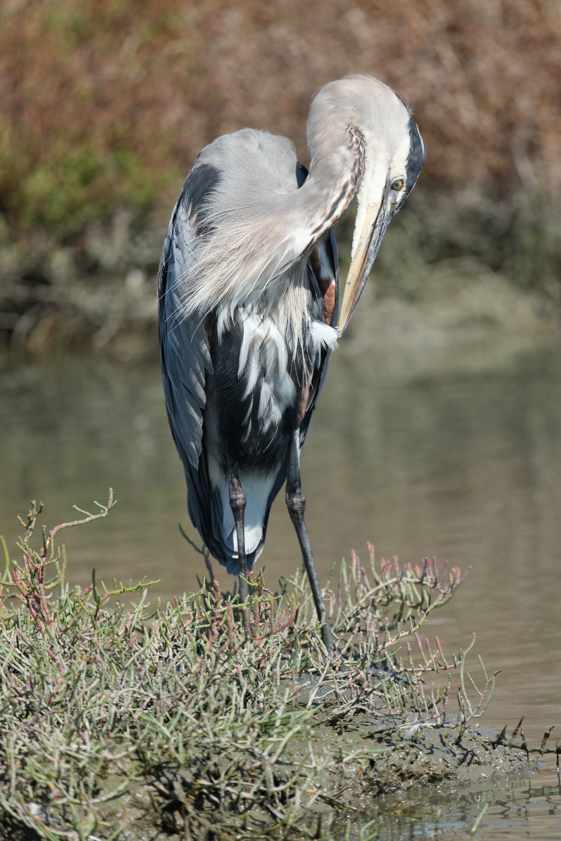 Redwood Shores Loop Trail