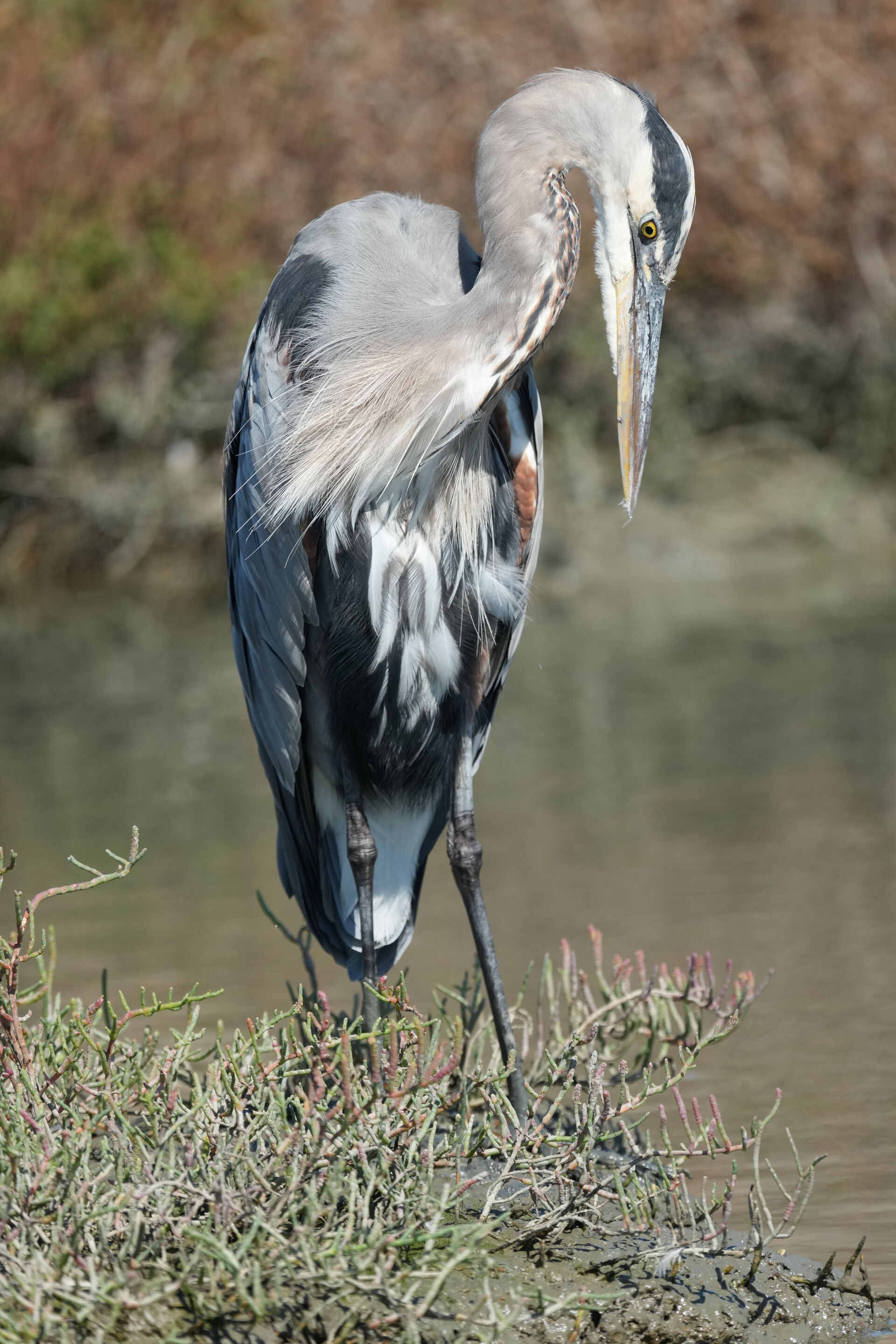 Redwood Shores Loop Trail