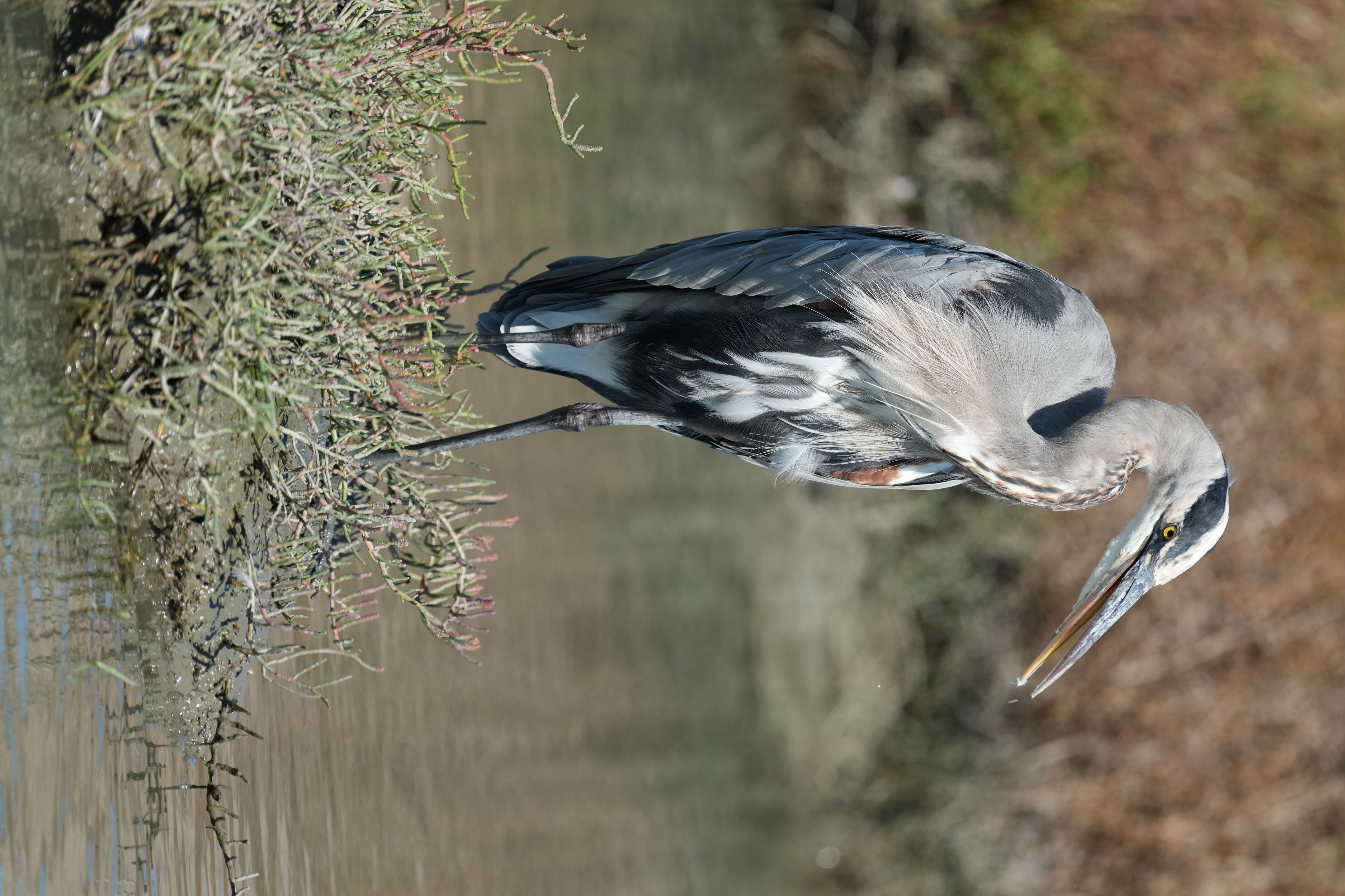 Redwood Shores Loop Trail