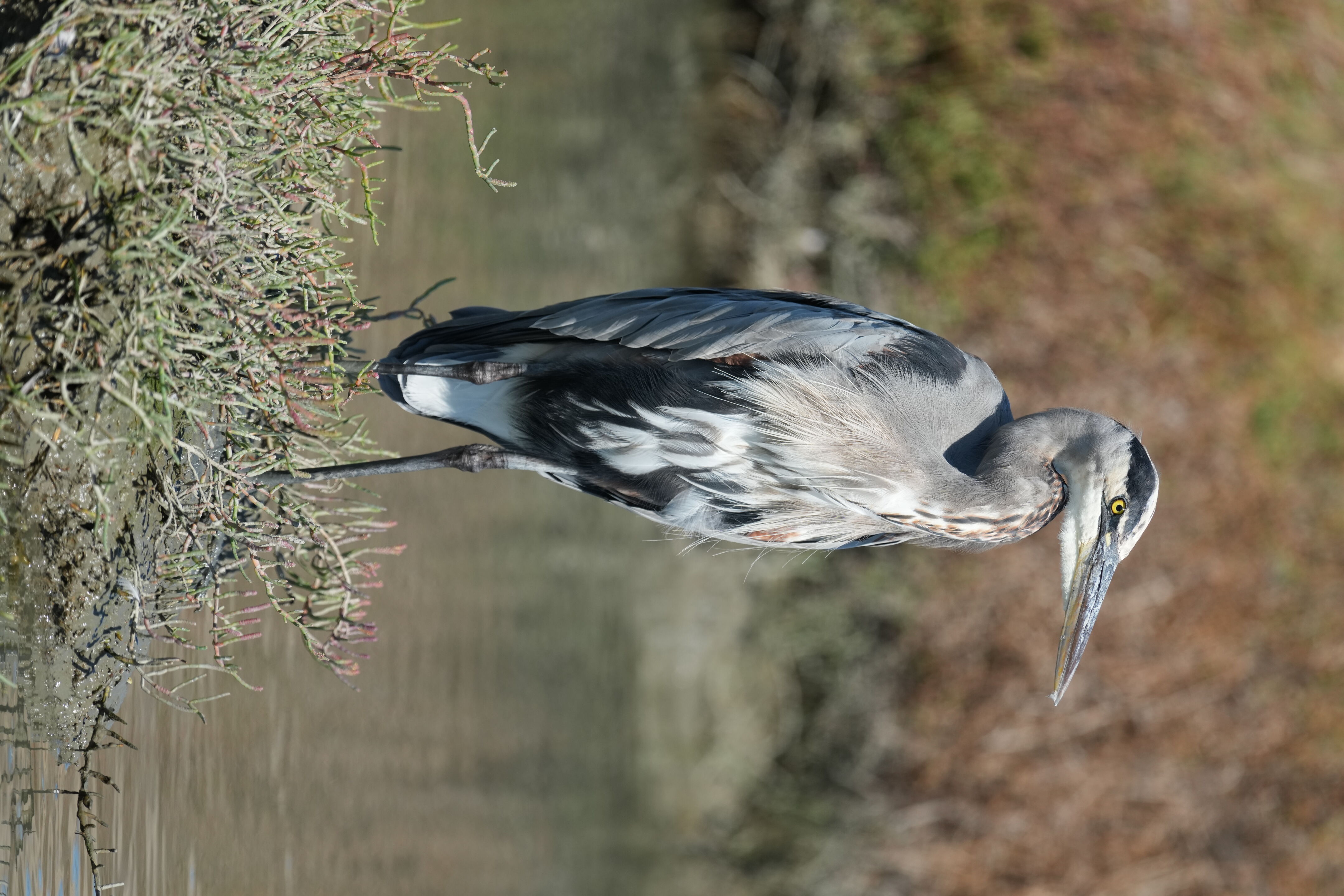 Redwood Shores Loop Trail