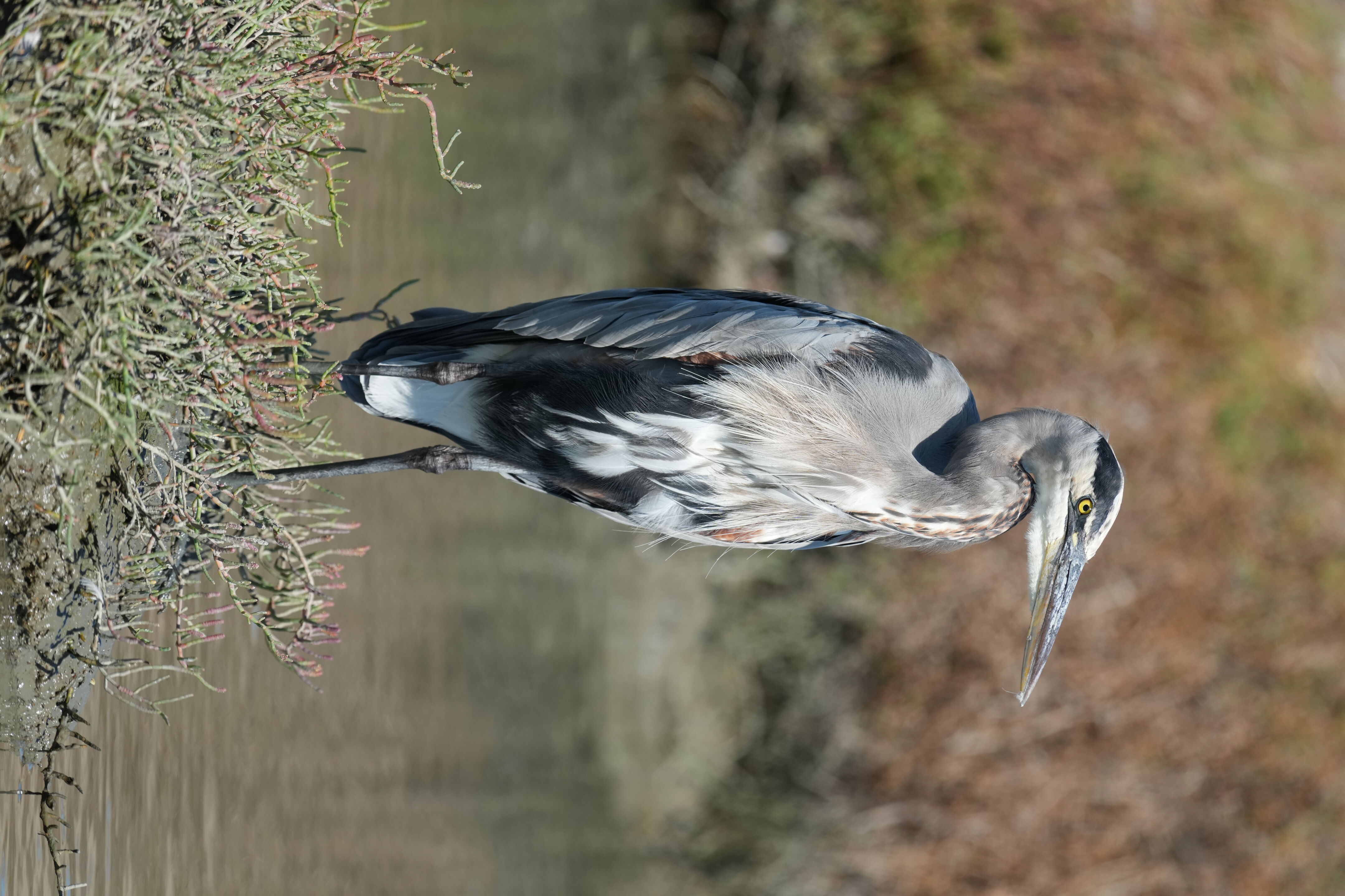 Redwood Shores Loop Trail